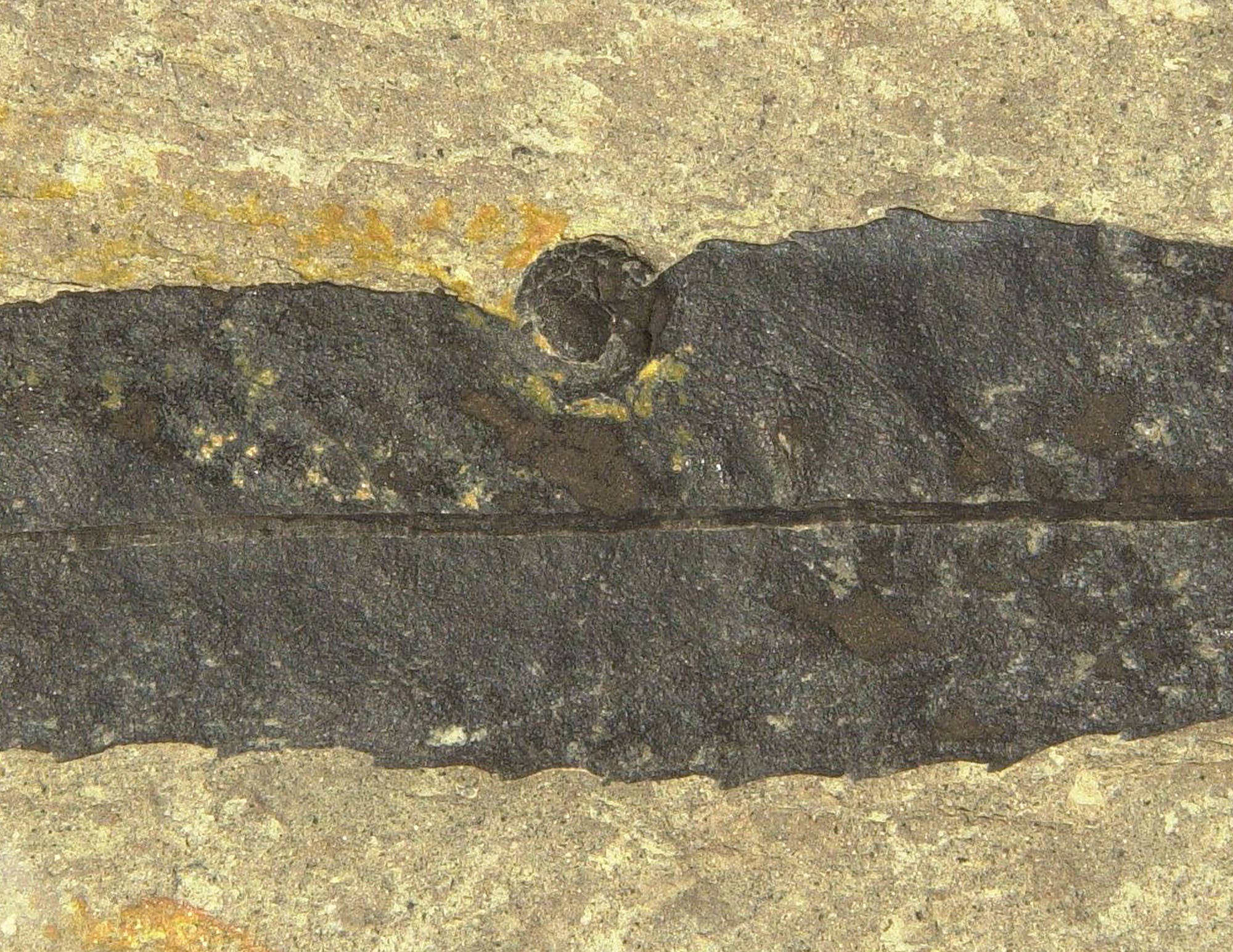 Eine auf einem versteinerten Walnussblatt erhaltene Pflanzengalle, die durch ein Insekt hervorgerufen wurde