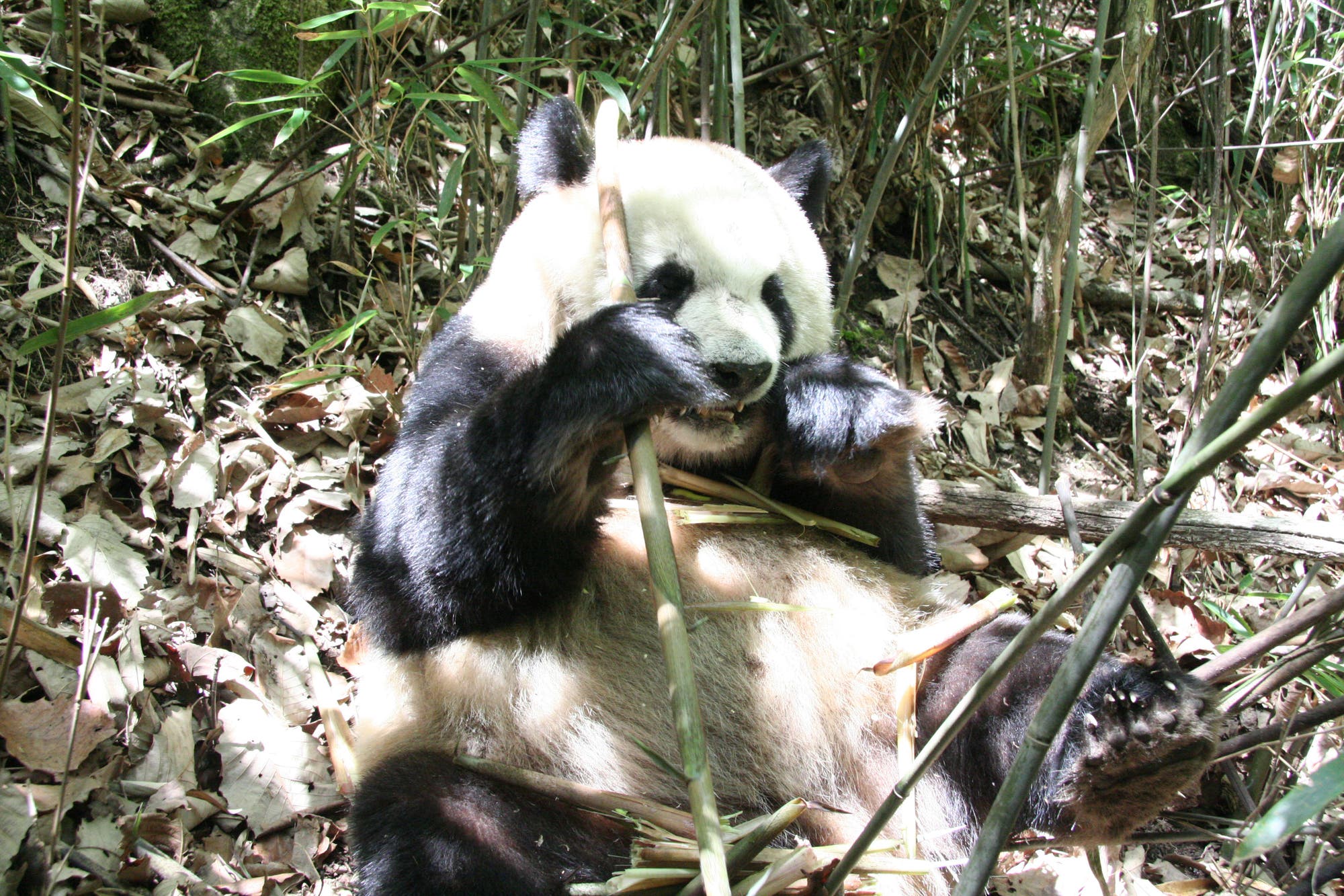 Panda knabbert Bambus