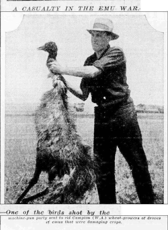 Ein Mann präsentiert einen der erlegten Emus. Das Bild stammt aus der australischen Zeitung »The Land«.