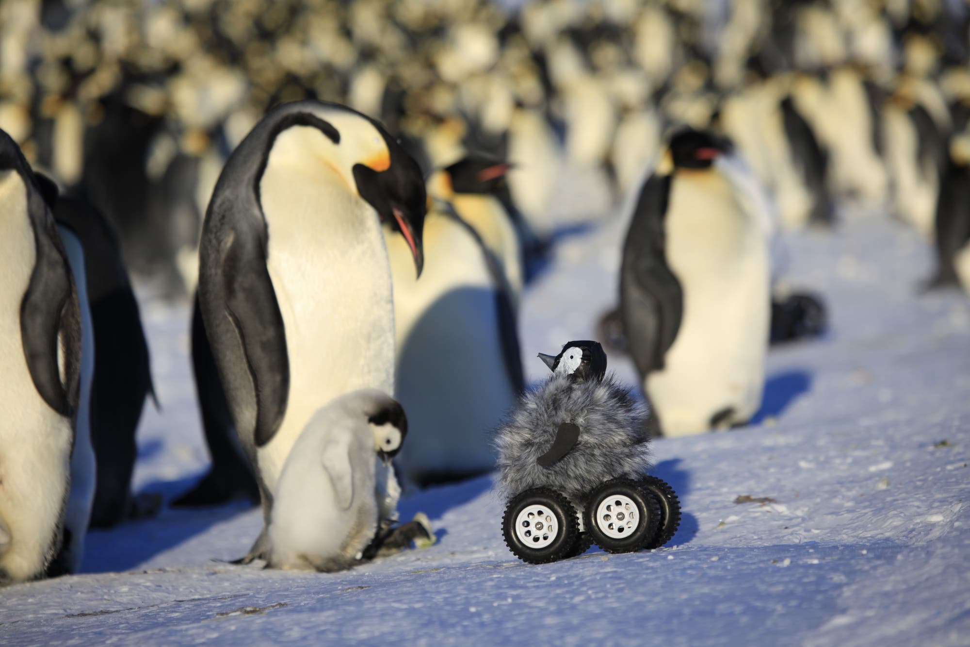 Perfekt getarnter Pinguinroboter