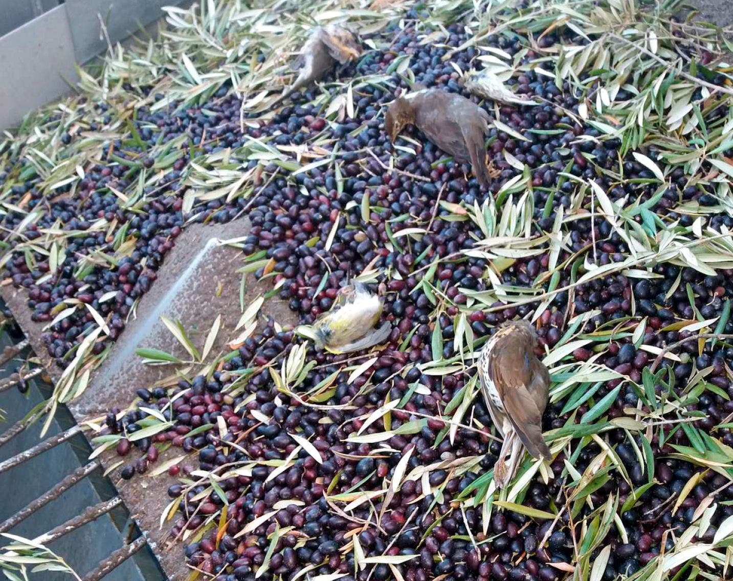Tote Vögel in frisch geernteten Oliven.
