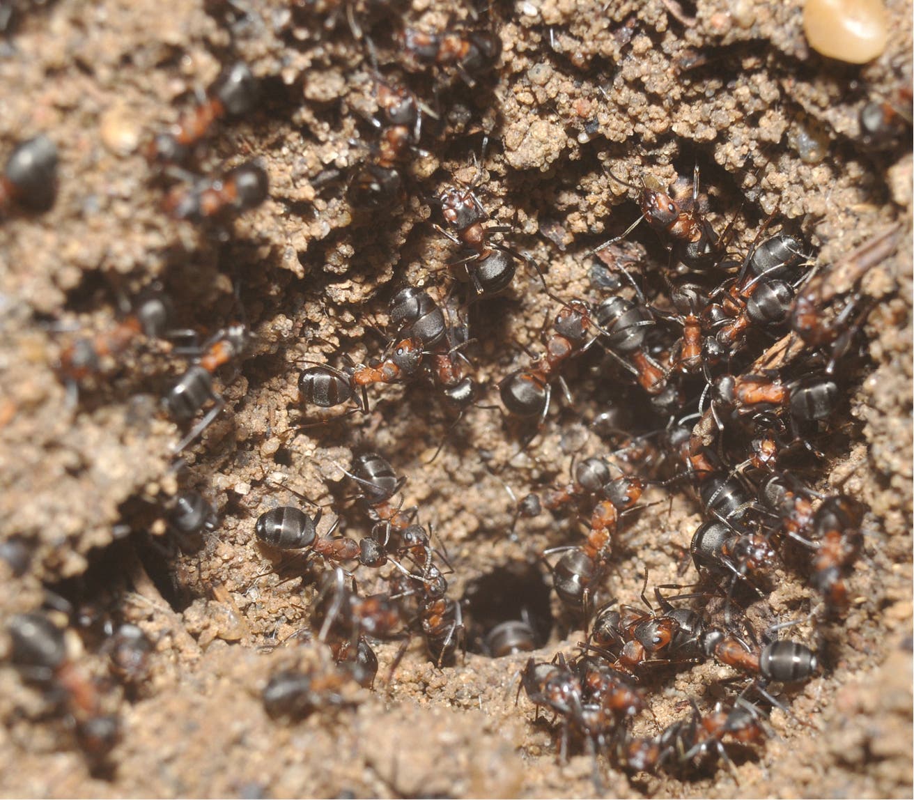 Ameisenarbeiterinnen räumen emsig den Kolonieeingang frei 