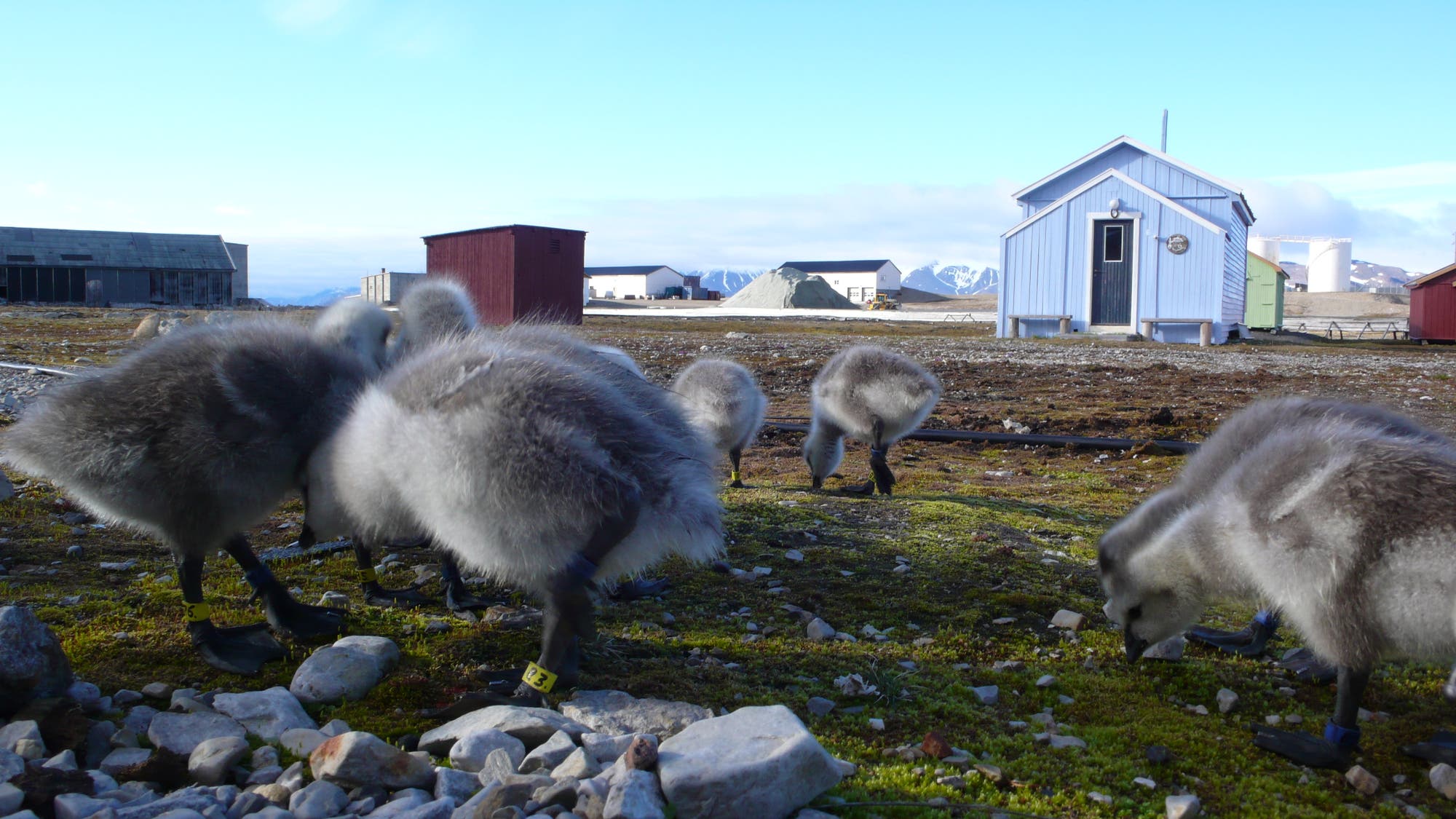 Mehrere flauschige Nonnengans-Küken vor Ny Ålesund auf Spitzbergen.