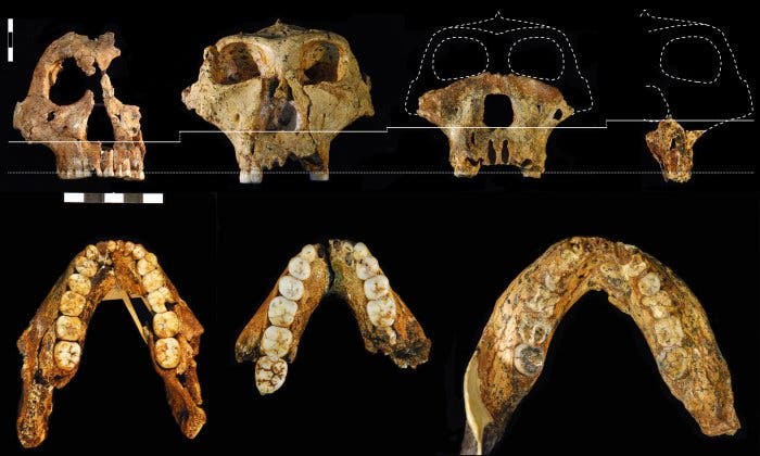 <i>Paranthropus</i>-Fossilien