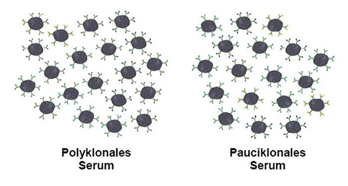 pauciklonales Serum