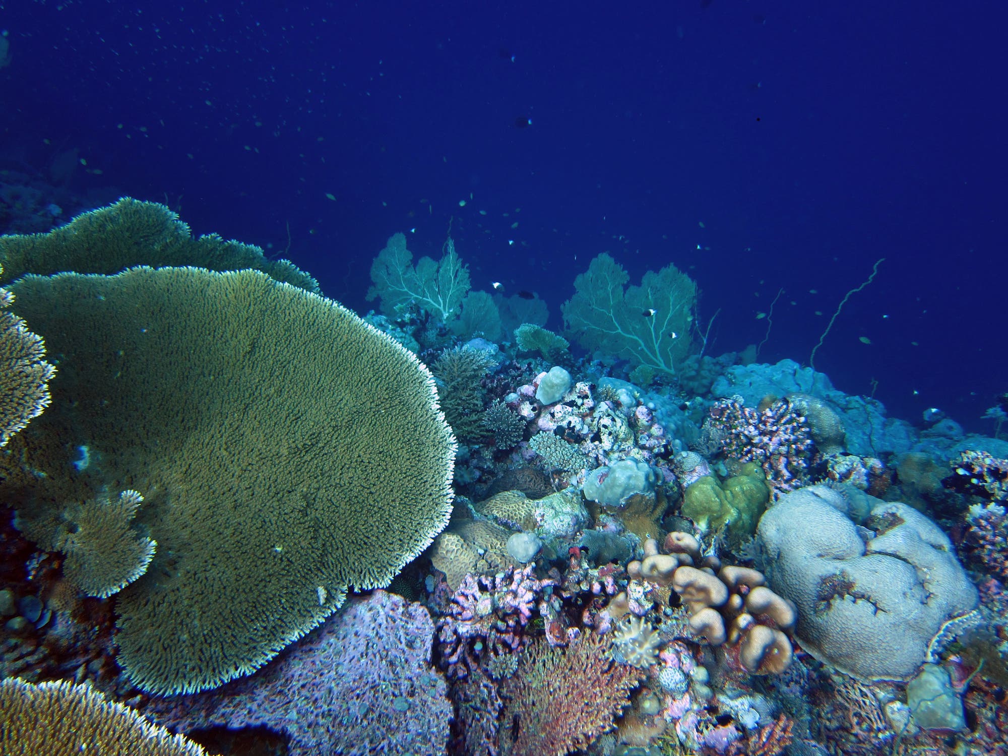Korallenriff vor den Chagos-Inseln
