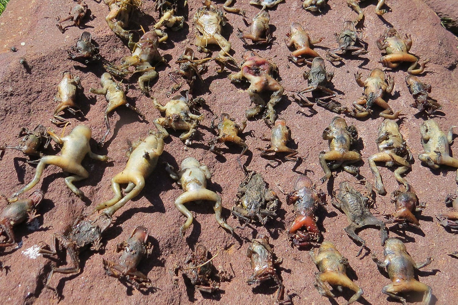 Ein lokaler Ausbruch von Bd hat zahlreiche Amphibien getötet