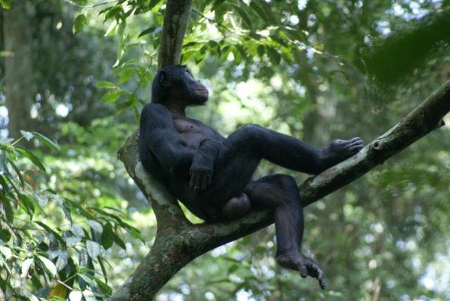 Ausgewachsenes Bonobo-Männchen