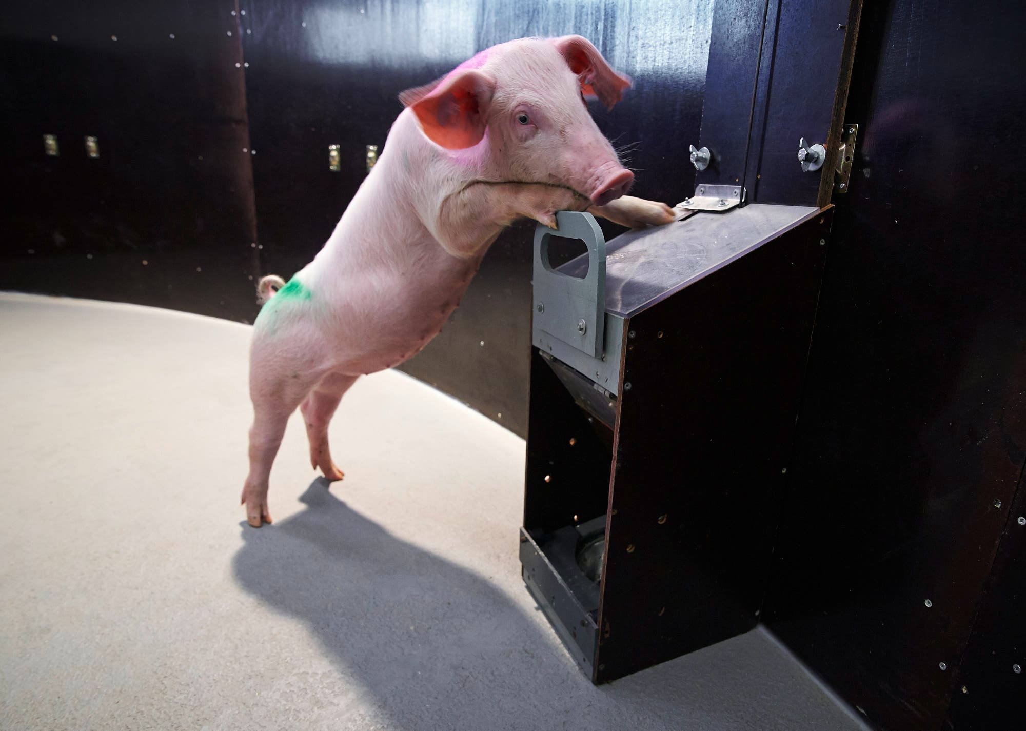 Ein Schwein steht auf den Hinterbeinen und interagiert mit einem Futterautomaten in einem geschlossenen Raum. Der Automat ist an einer dunklen Wand befestigt.