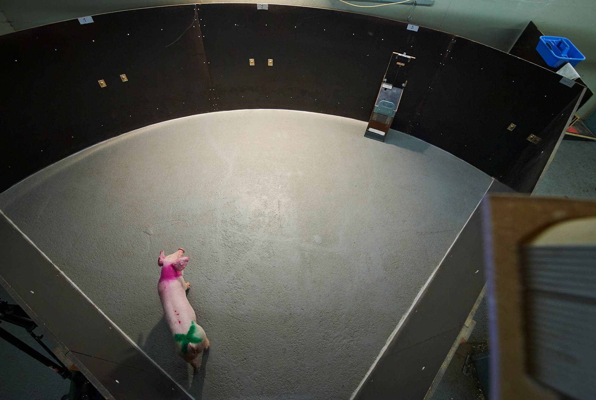 Ein Schwein mit rosa und grüner Markierung bewegt sich in einem kreisförmigen, eingezäunten Bereich mit glattem Boden. An der Wand befindet sich ein Futterautomat. 