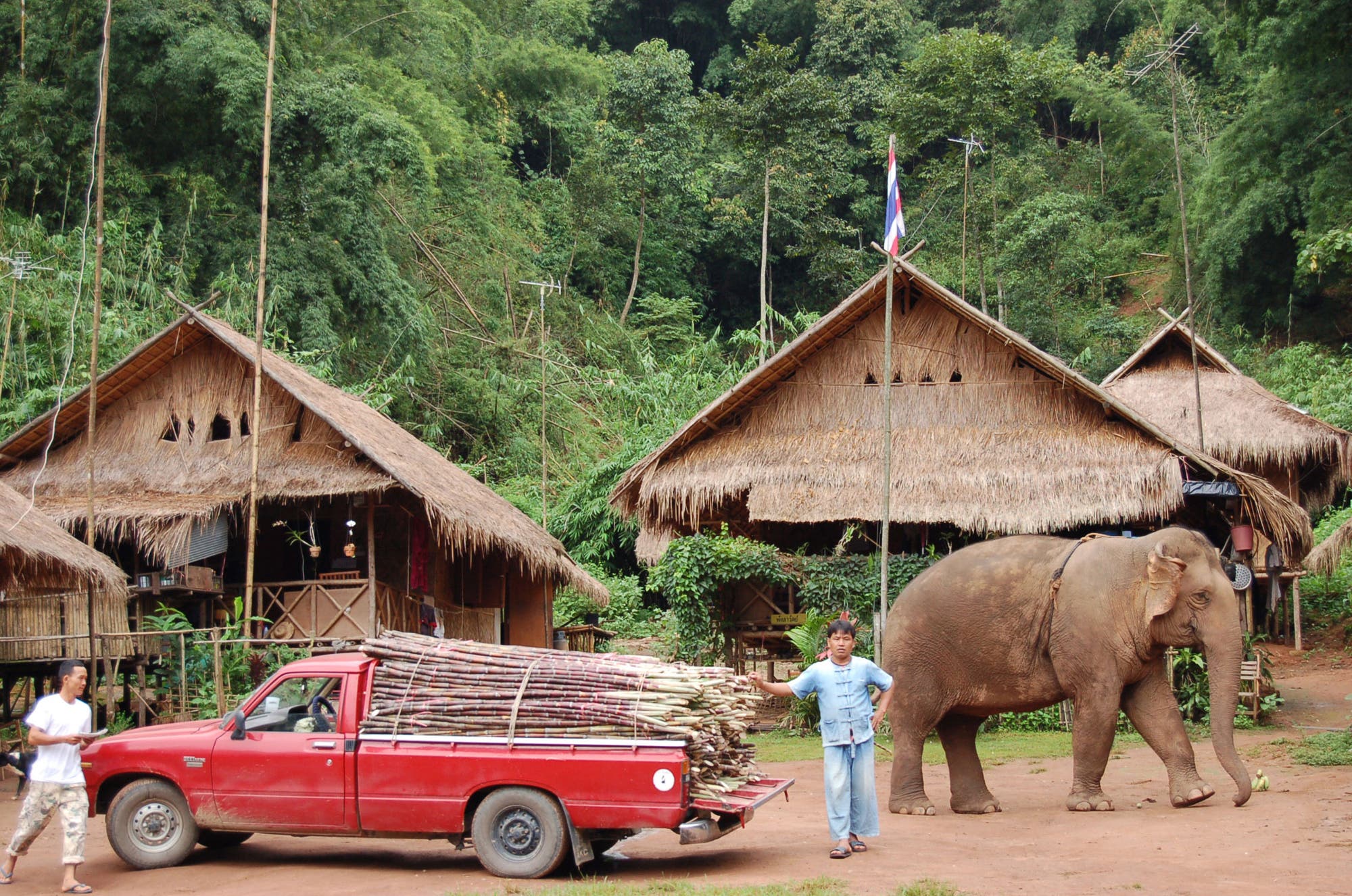 Ein Dschungelcamp mit Hütte und Elefant