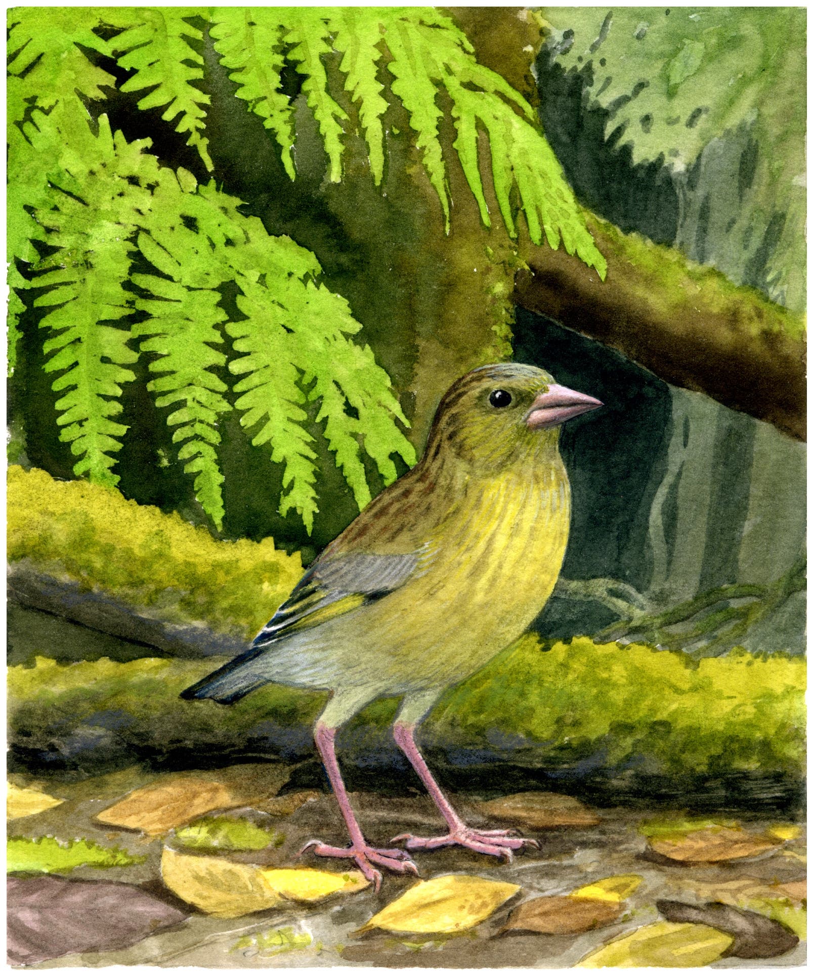 Ein Aquarellbild zeigt einen kleinen Vogel mit gelbem Gefieder und rosa Beinen, der auf einem Waldboden steht. Im Hintergrund sind grüne Farne und moosbedeckte Äste zu sehen, die eine dichte, natürliche Umgebung schaffen.