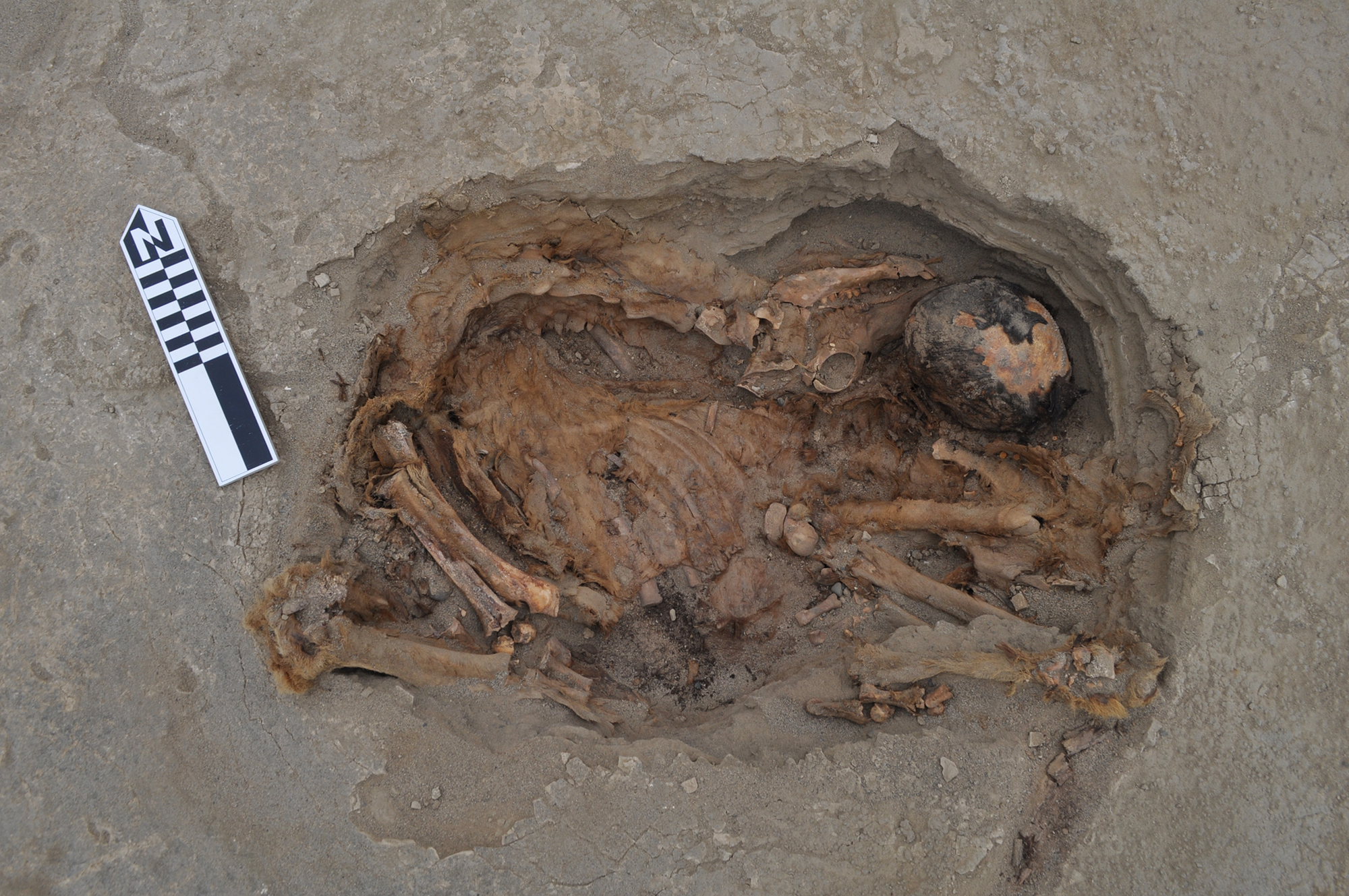 Das Skelett eines Lamas liegt über den Überresten eines Kindes.