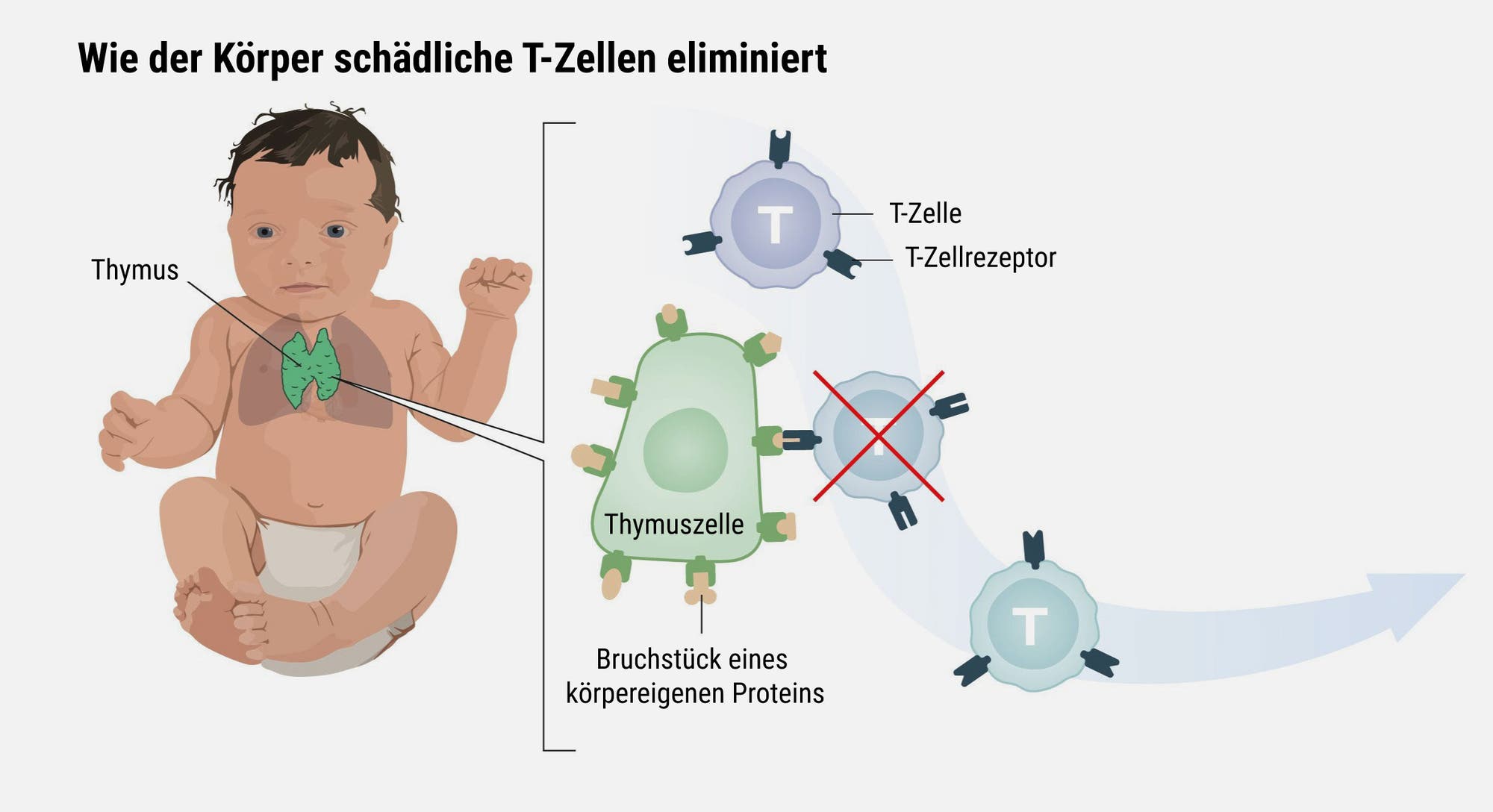 Ein Diagramm zeigt, wie schädliche T-Zellen eliminiert werden. Links ist ein Baby mit einem hervorgehobenen Thymus dargestellt. Rechts wird der Prozess in vier Schritten erklärt: 1. Jede T-Zelle hat einen einzigartig geformten Rezeptor. 2. Spezielle Zellen im Thymus präsentieren körpereigene Proteinfragmente den T-Zellen. 3. T-Zellen, die an körpereigene Proteine binden, werden eliminiert. 4. T-Zellen, die den Test bestehen, verlassen den Thymus, um nach Eindringlingen zu suchen. Der Text beschreibt die zentrale Toleranz im Immunsystem.