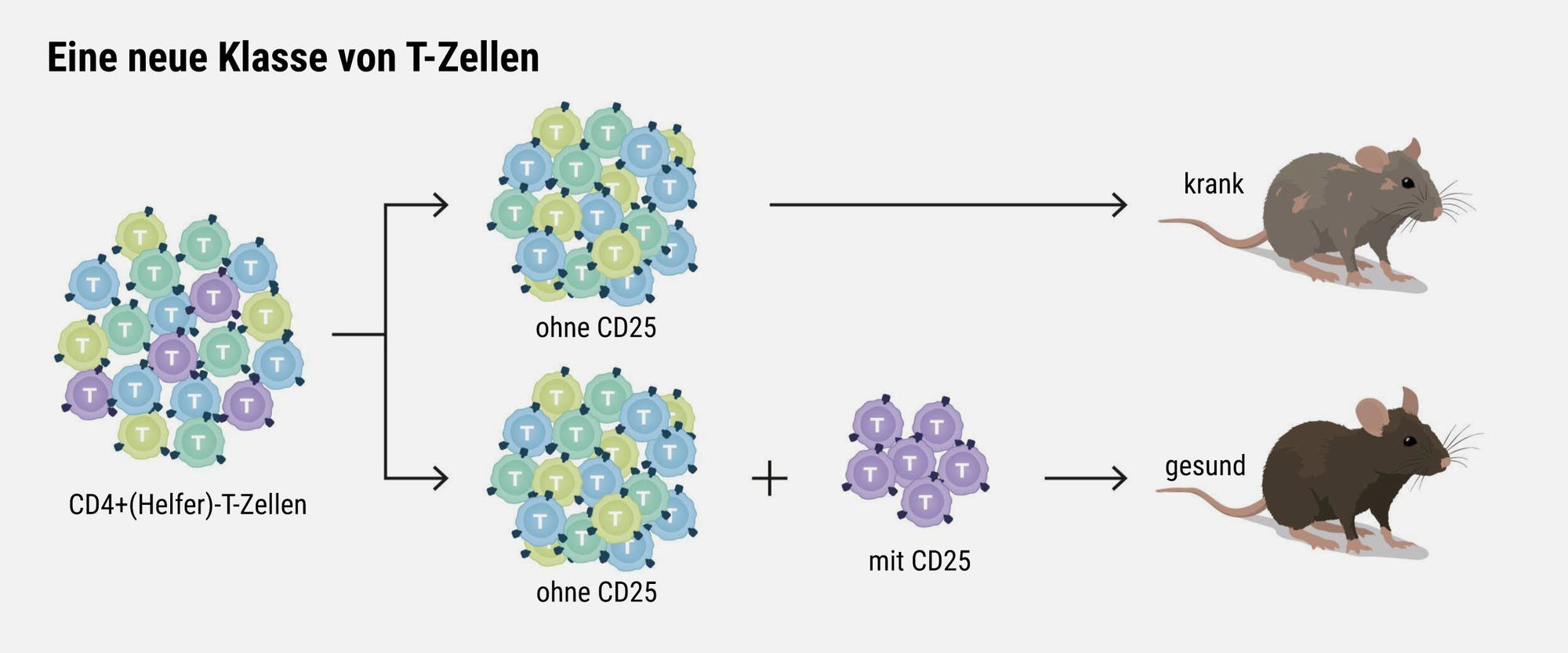 Ein Flussdiagramm zeigt die Rolle von T-Zellen in der Autoimmunität bei Mäusen. Links sind T-Zellen dargestellt, die in CD4+ und CD4+CD25+ unterteilt werden. Der obere Pfad zeigt, dass Mäuse, die nur CD4+ Zellen erhalten, krank werden. Der untere Pfad zeigt, dass Mäuse, die sowohl CD4+ als auch CD4+CD25+ Zellen erhalten, gesund bleiben. Der Text erklärt, dass CD25-positive T-Zellen Autoimmunerkrankungen verhindern.