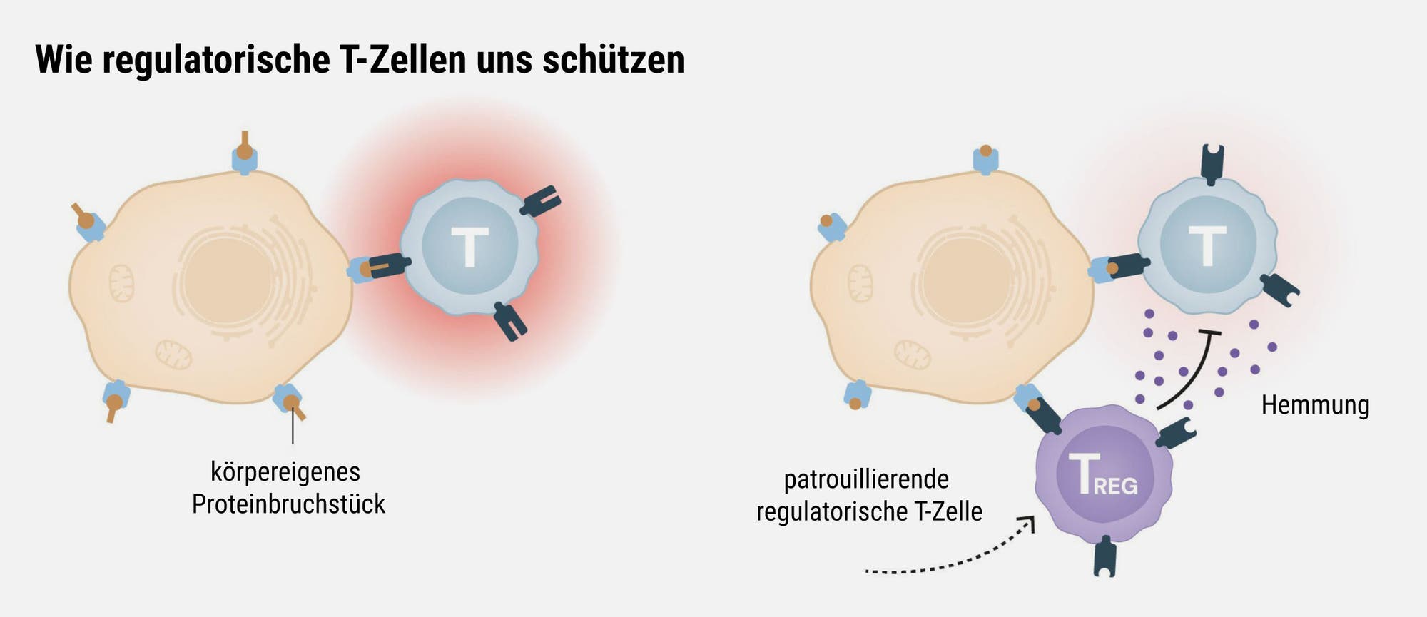 Diagramm, das zeigt, wie regulatorische T-Zellen den Körper schützen. Links: Eine T-Zelle reagiert auf ein körpereigenes Proteinfragment, was eine unerwünschte Immunreaktion auslöst. Rechts: Regulatorische T-Zellen erkennen den Fehler und beruhigen die Reaktion, um Autoimmunerkrankungen zu verhindern. 