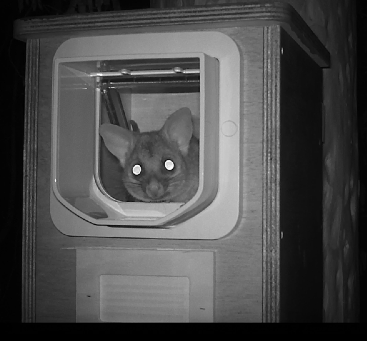 Ein gechipter Fuchskusu schaut aus seiner Nestbox heraus