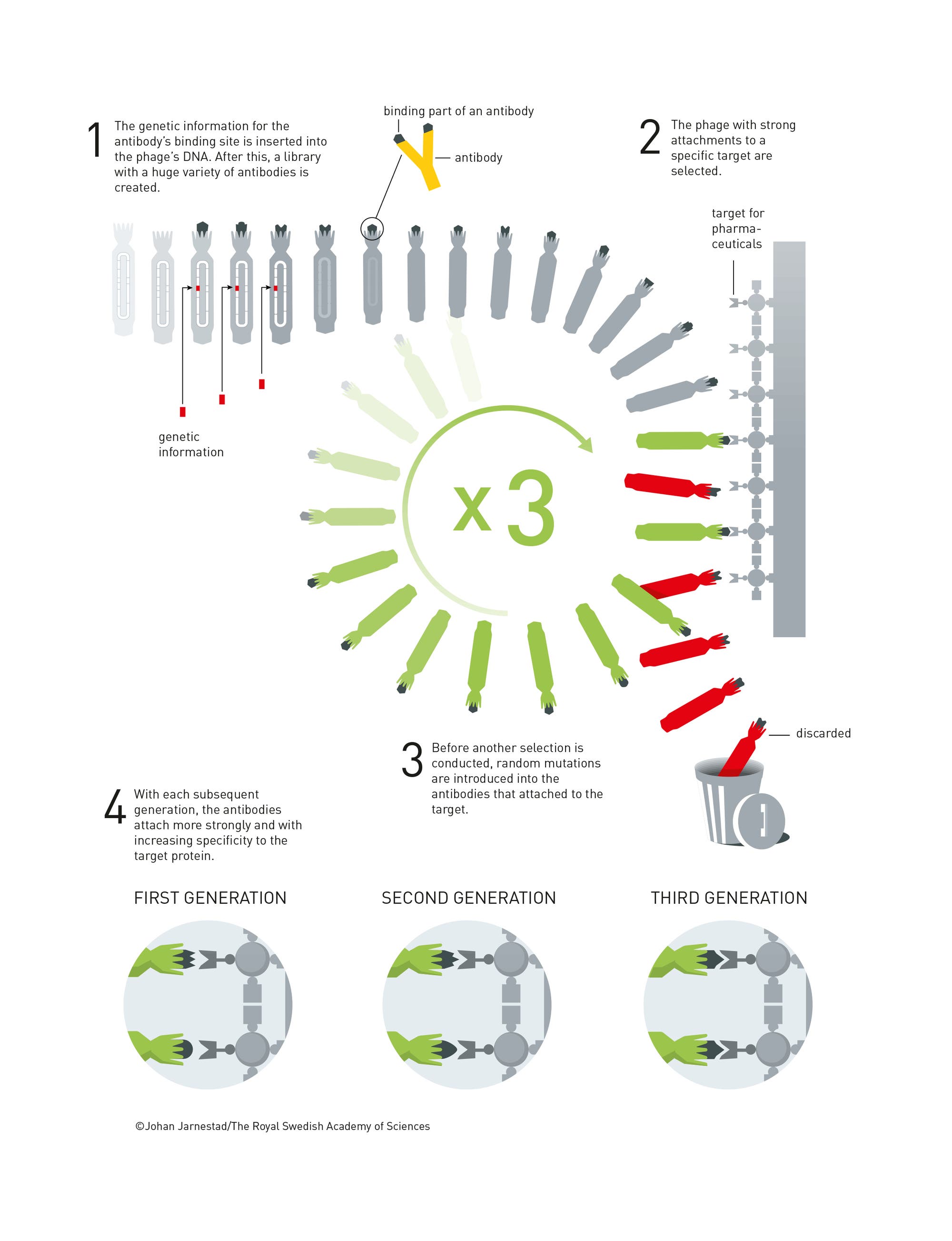 Evolution von Antikörpern im Labor