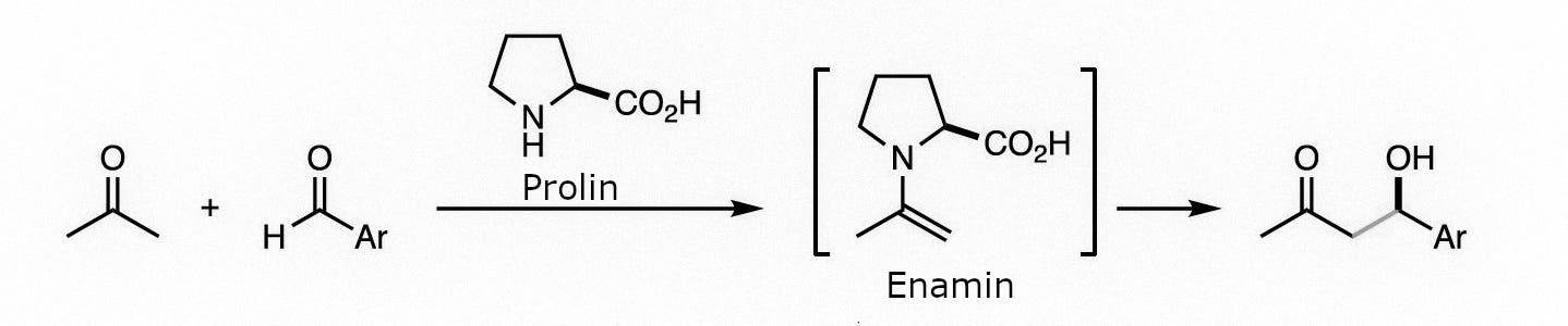 Prolin bildet mit einem an der Reaktion beteiligten Molekül ein so genanntes Enamin. 