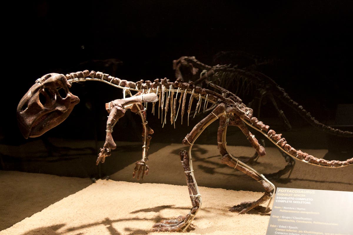 Skelett eines Papagei-Dinosaurier