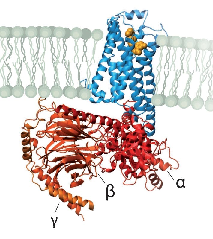 Struktur des beta-adrenergen Rezeptors