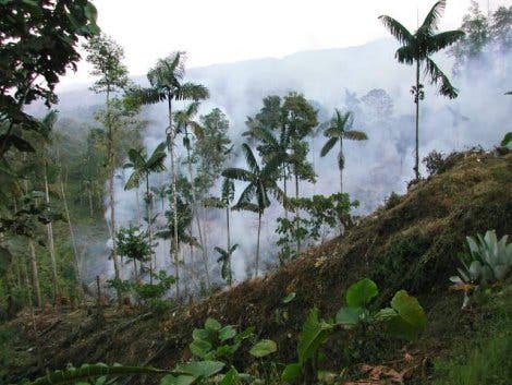 Waldrodungen in Ecuador