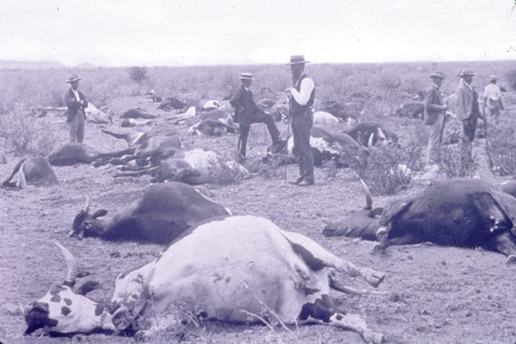 Rinderpest in Südafrika 1896