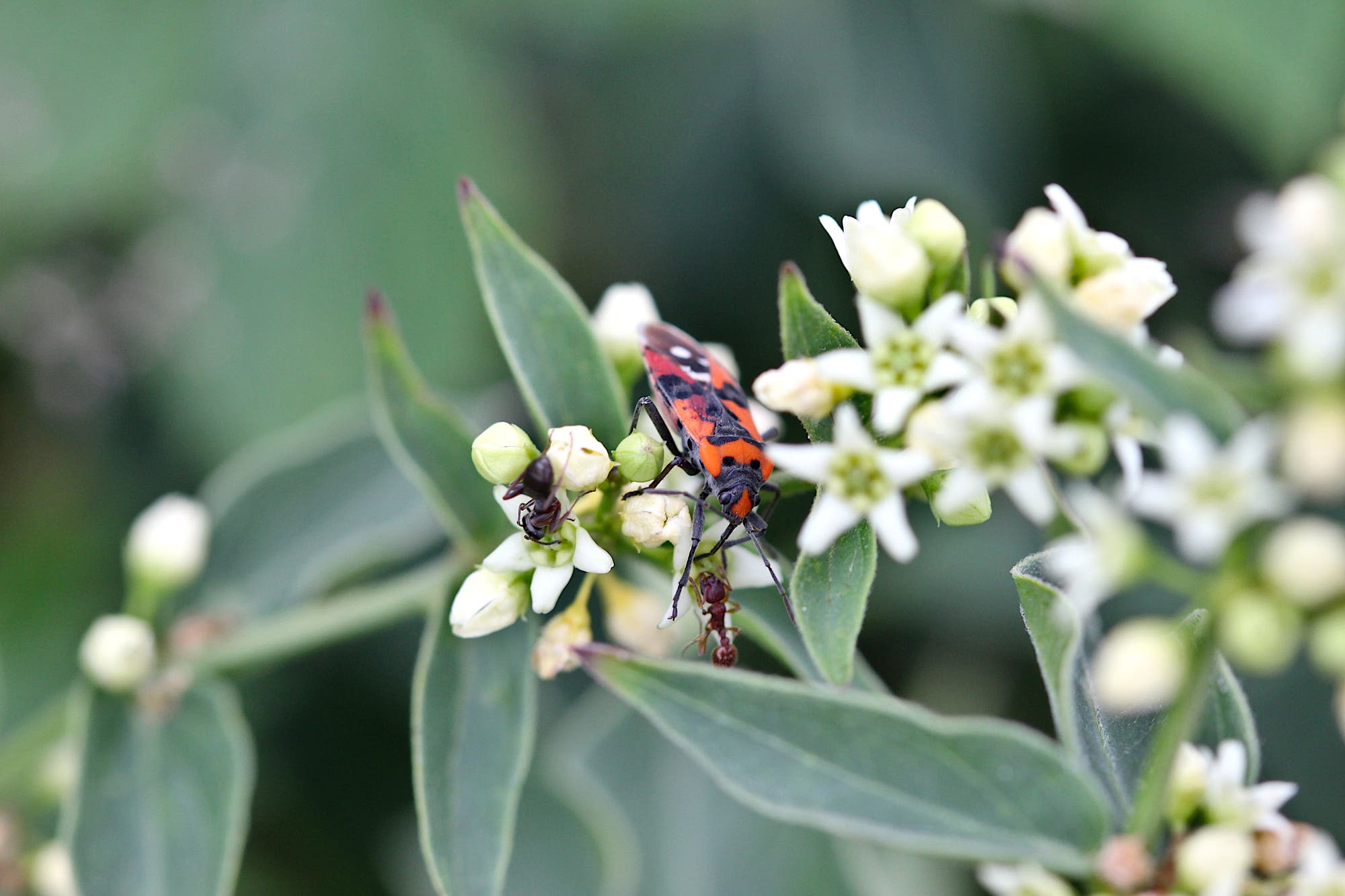 Eine rot-schwarze Ritterwanze sitzt auf der weißlichen Blüte einer Schwalbenwurz mit rundlich ovalen, grünen Blättern. Neben der Wanze sind zwei kleine Ameisen auf der Blüte.