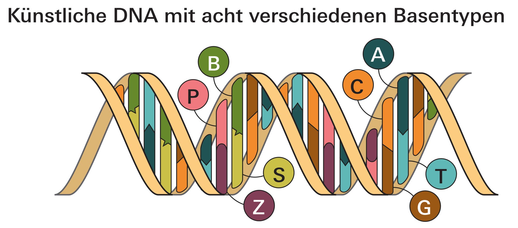 Infografik zu Synthetische DNA