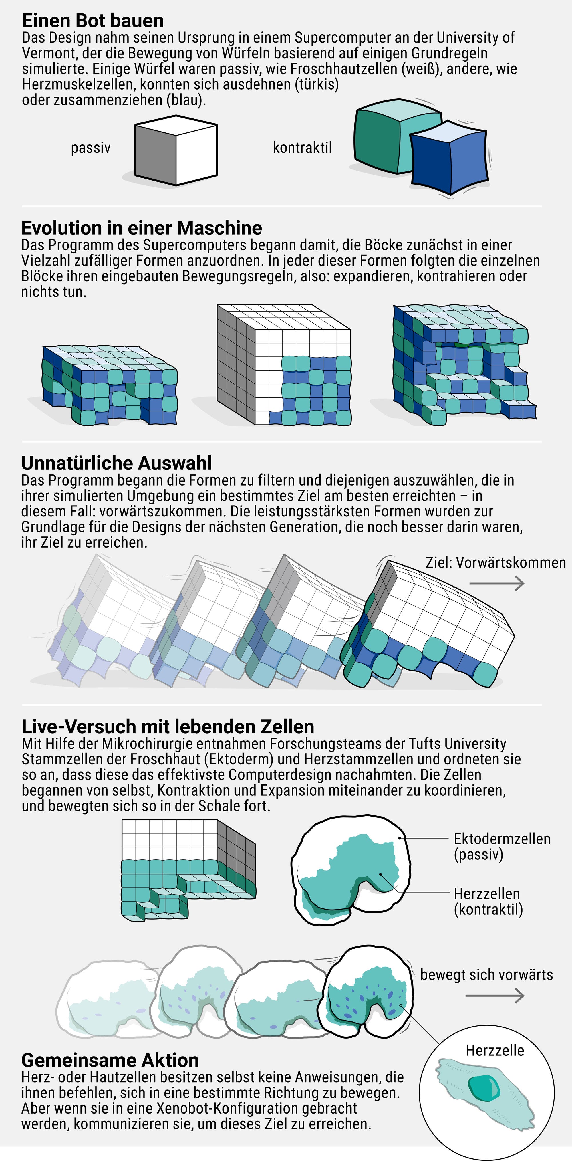 Infografik, welche die Forschungsentwicklung von Xenobots (zellbasierten Robotern) erklärt.