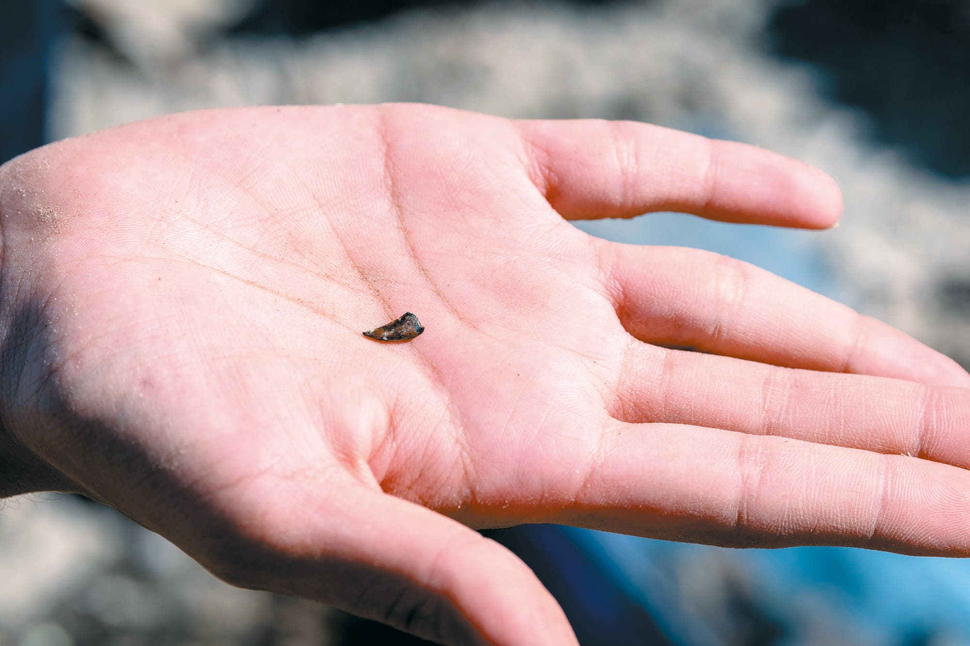 Eine geöffnete Handfläche hält ein kleines, dunkles Objekt, das wie ein ein Zahnfossil aussieht. Der Hintergrund ist unscharf, was den Fokus auf das Objekt in der Hand lenkt.