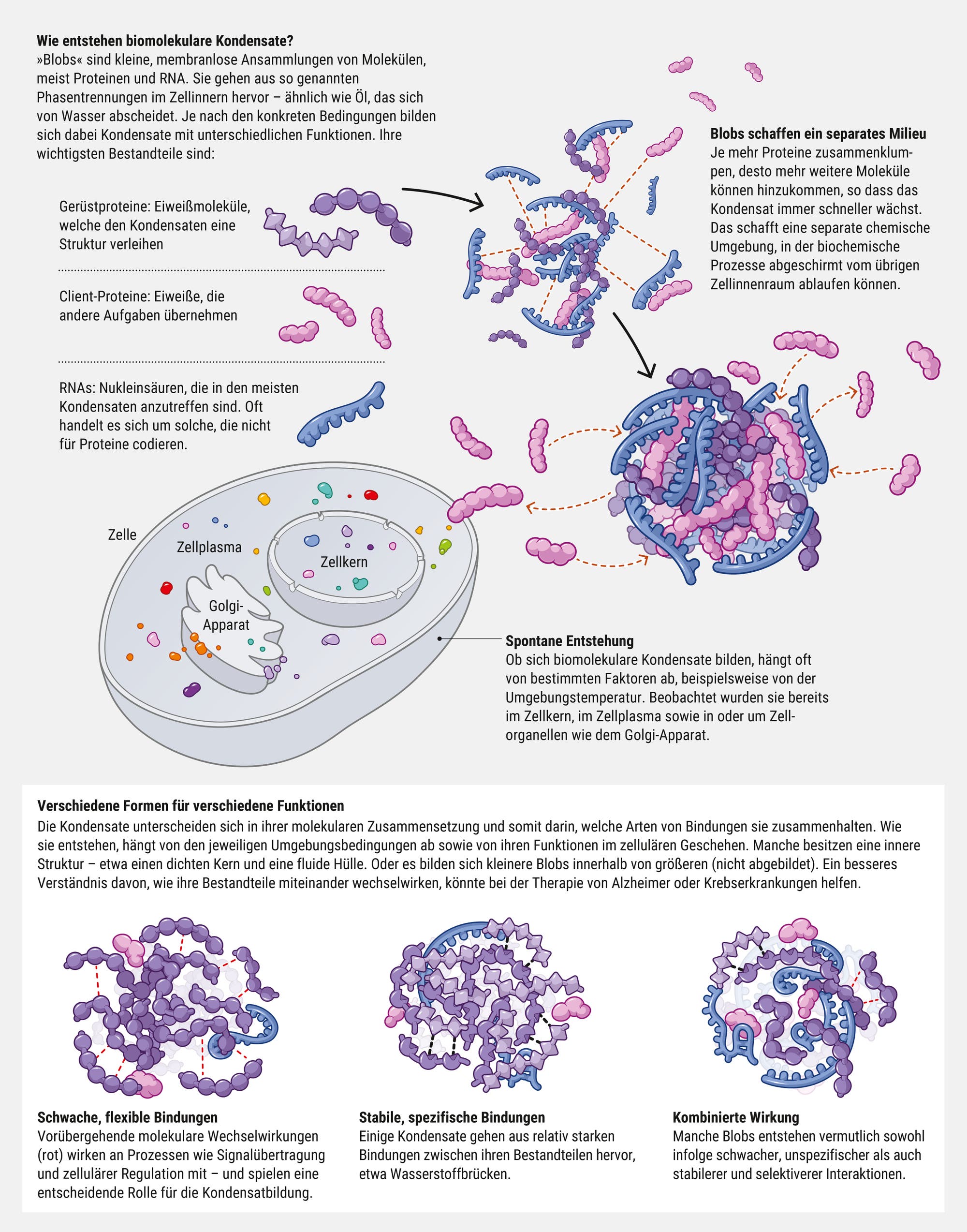 Die Grafik erklärt die Bildung und Funktion von biomolekularen Kondensaten in der Zellbiologie. Sie zeigt, dass diese Kondensate aus Gerüst- und Client-Proteinen sowie RNA bestehen und nicht von Membranen umhüllt sind. Sie üben wichtige Funktionen im Zellinnern aus.