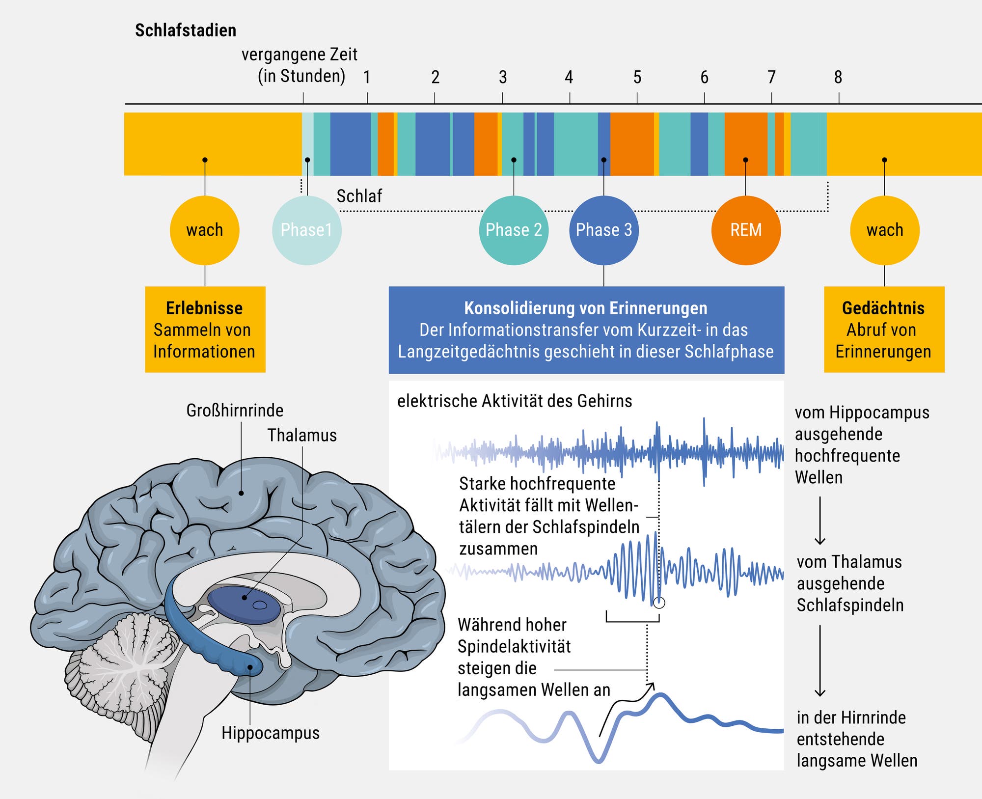 Eine Grafik, die die unterschiedlichen Hirnwellen in der dritten Schlafphase, dem Slow-wave-Schlaf, und ihre Beziehung zueinander darstellt