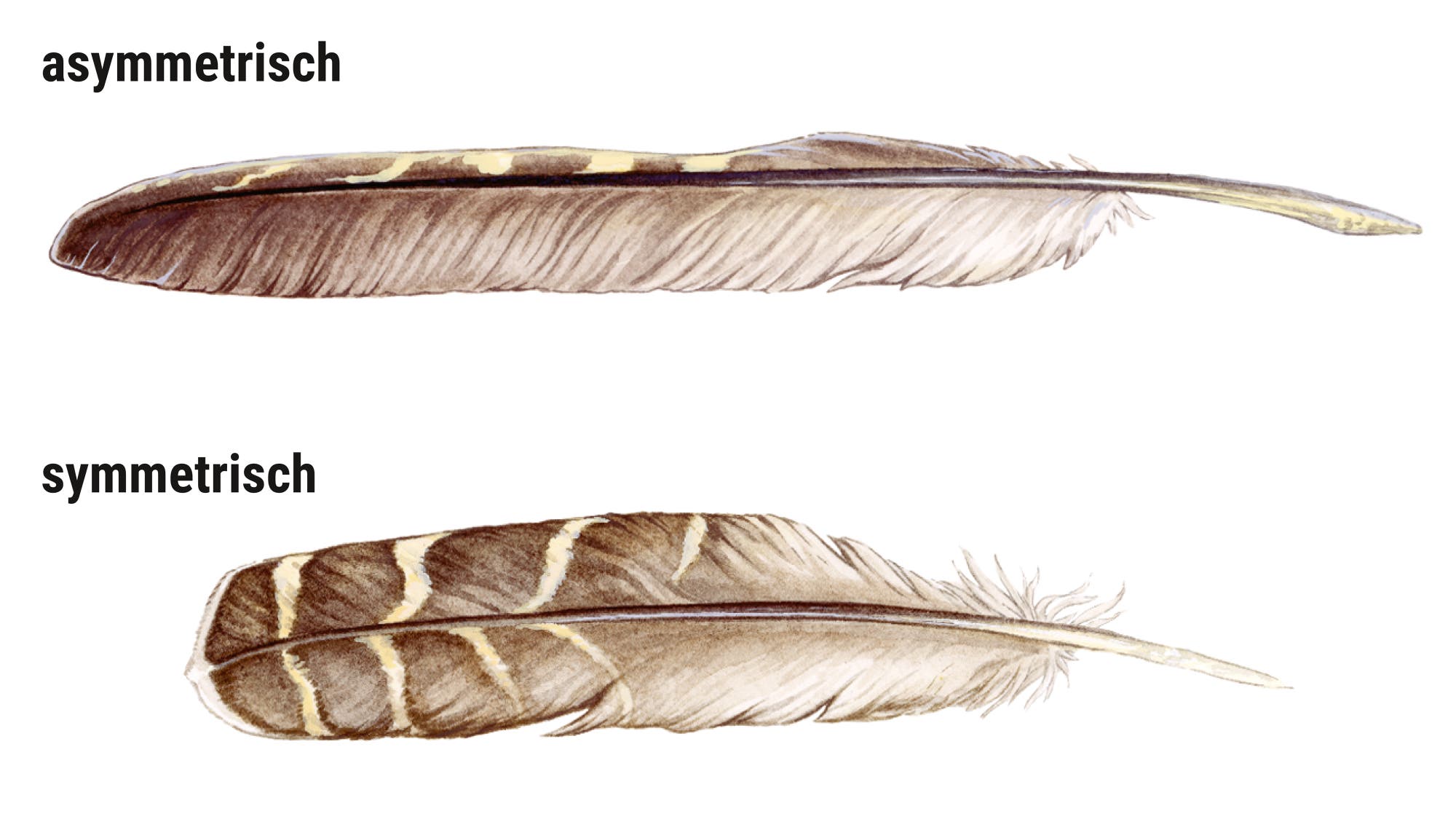 Das Bild zeigt zwei Federn, die Unterschiede in ihrer Symmetrie veranschaulichen. Die obere Feder ist als asymmetrisch gekennzeichnet, während die untere Feder als symmetrisch bezeichnet wird. Beide Federn sind detailliert dargestellt, um die strukturellen Unterschiede hervorzuheben.