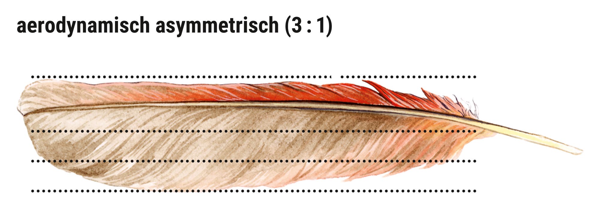 Eine detaillierte Skizze einer Feder, die aerodynamisch asymmetrisch ist, mit einem Verhältnis von 3:1. Die Feder zeigt unterschiedliche Farbtöne von Braun und Rot entlang der Kiele. Gepunktete Linien verlaufen horizontal über die Feder, um die Asymmetrie zu verdeutlichen.