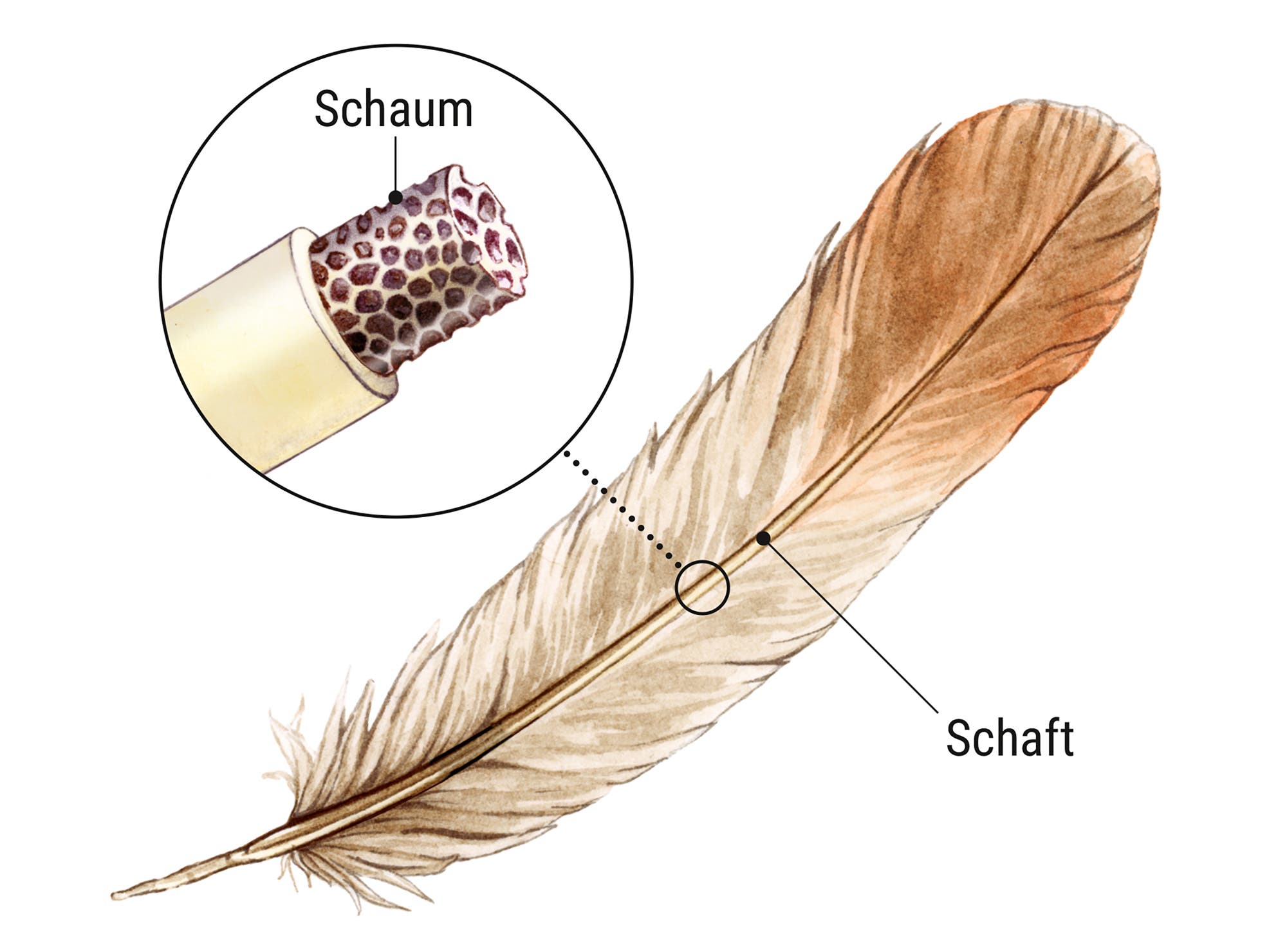 Eine wissenschaftliche Abbildung zeigt eine detaillierte Darstellung einer Vogelfeder. Die Abbildung hebt den Schaft (Rhachis) der Feder hervor und zeigt eine vergrößerte Ansicht des inneren Schaums im Querschnitt. Der Schaft ist als zentraler Stützteil der Feder gekennzeichnet. Die Vergrößerung zeigt die wabenartige Struktur des Schaums, die zur Leichtigkeit und Stabilität der Feder beiträgt.
