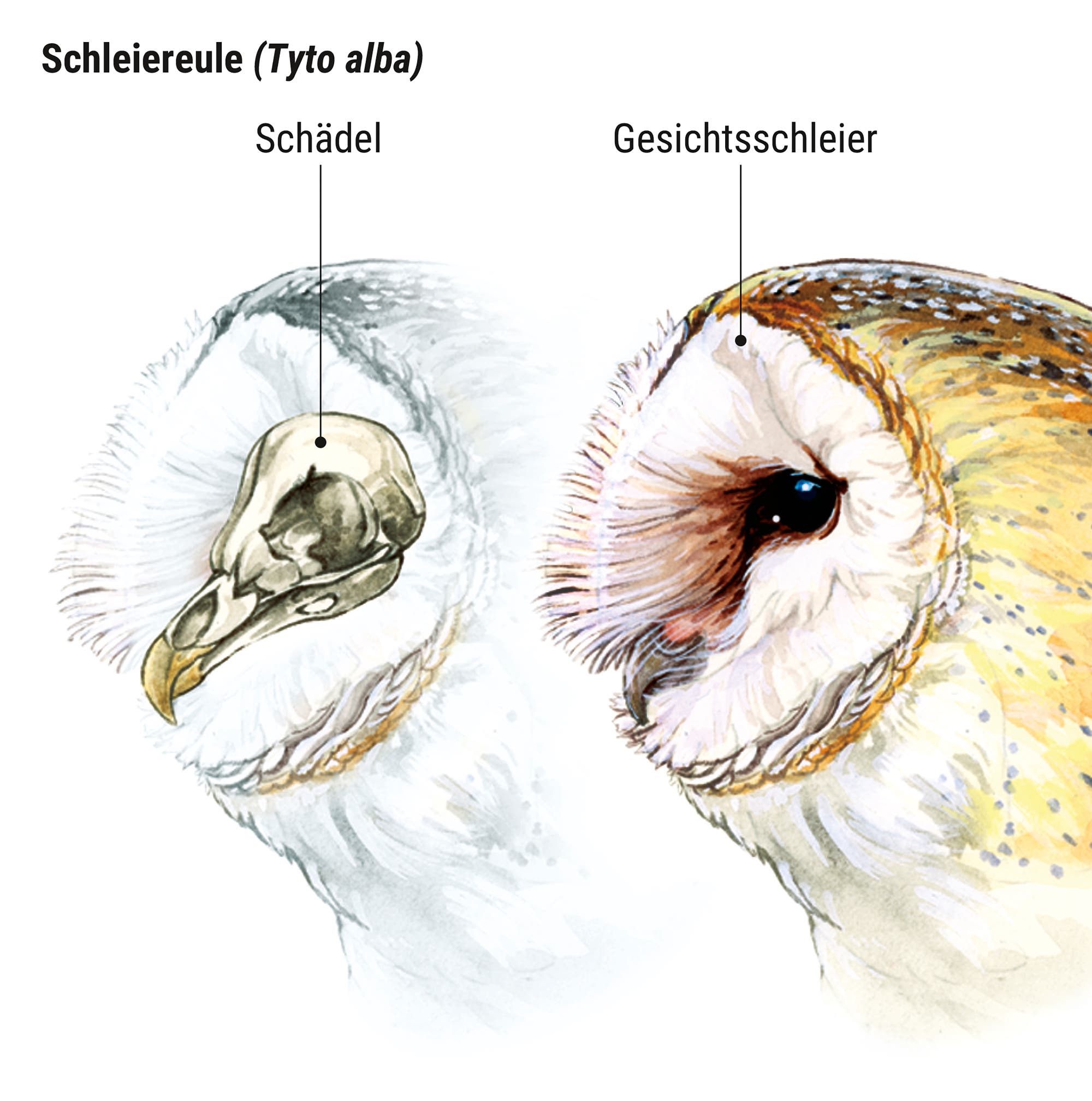 Illustration eines Schleiereulenkopfes (Tyto alba) mit zwei Ansichten. Links zeigt ein transparentes Overlay den Schädel. Rechts ist der Kopf in natürlicher Ansicht mit hervorgehobener "Gesichtsschleier". Die Zeichnung betont anatomische Details und Unterschiede zwischen den Ansichten.