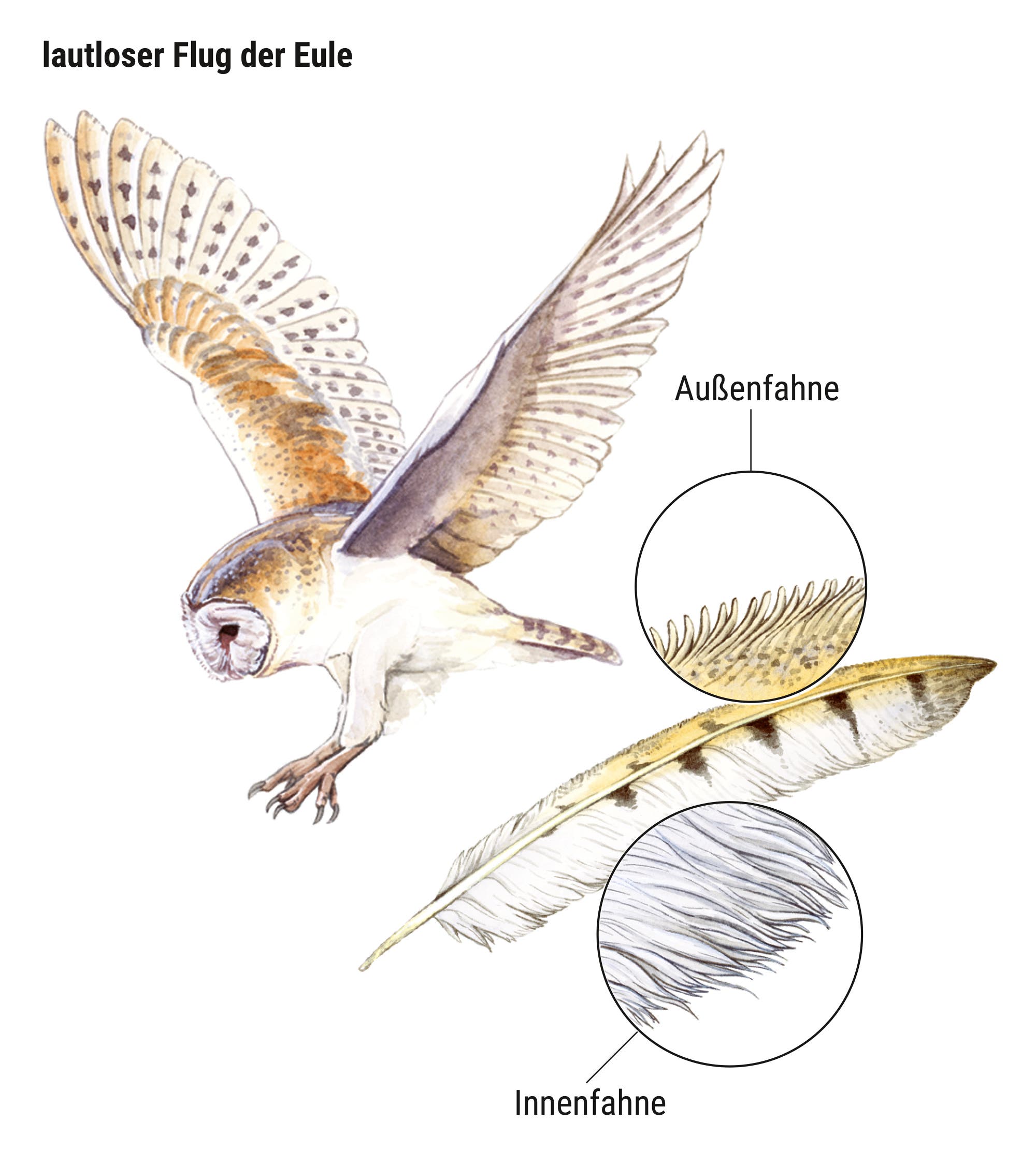 Eine wissenschaftliche Abbildung zeigt den lautlosen Flug einer Eule. Links ist die Eule im Flug dargestellt, während rechts ein vergrößertes Detail einer Feder zu sehen ist. Zwei Bereiche der Feder sind hervorgehoben: der "Außenfahne" und der "Innenfahne". Diese Strukturen tragen zur Geräuschlosigkeit des Flugs bei.