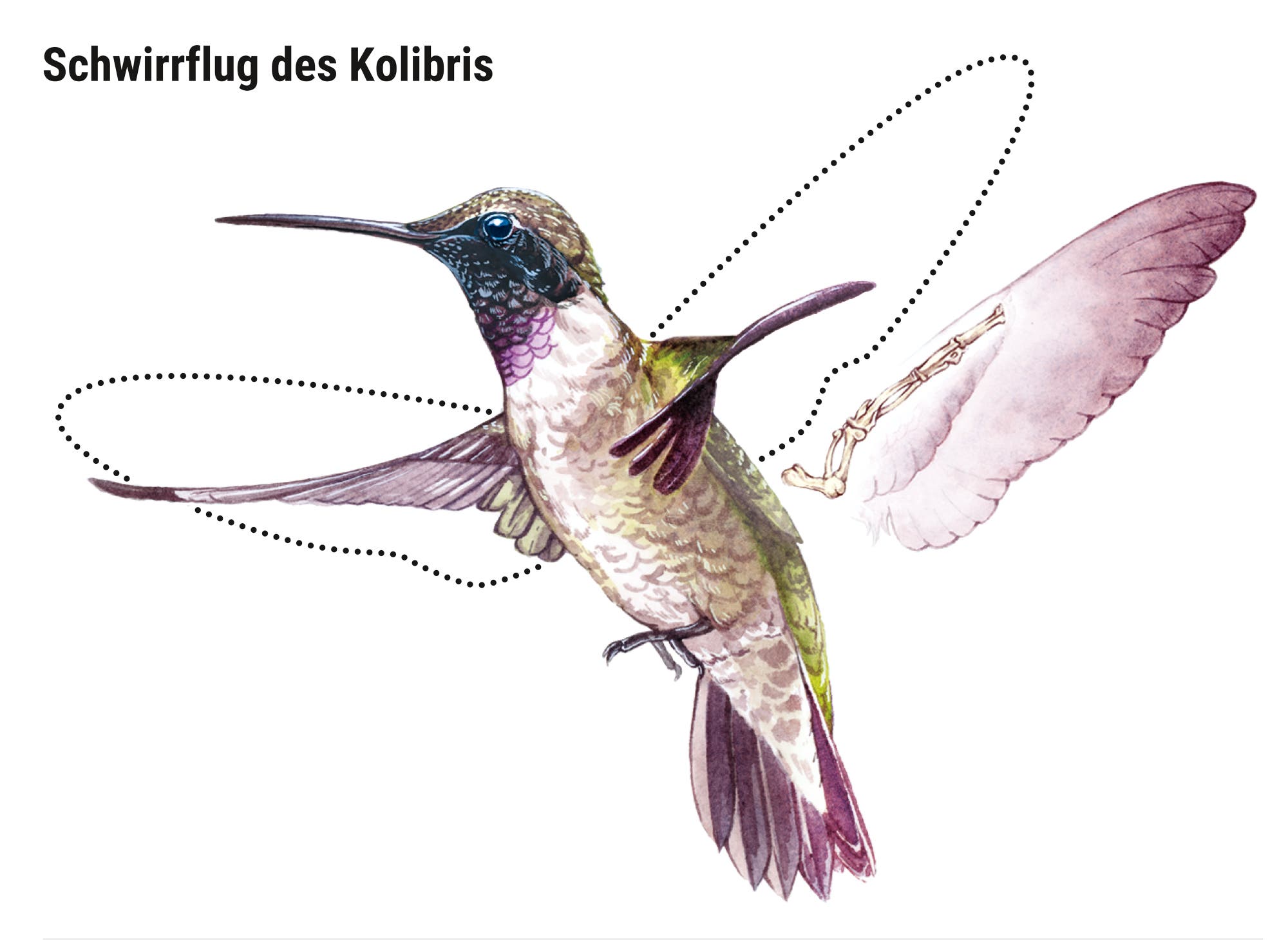 Illustration eines Kolibris, der einen Flügelschlag ausführt. Der Vogel ist in der Mitte des Bildes dargestellt, mit detaillierten Federn und einem schillernden Gefieder. Die Bewegung der Flügel wird durch gestrichelte Linien angedeutet, die den Flügelschlagpfad zeigen.