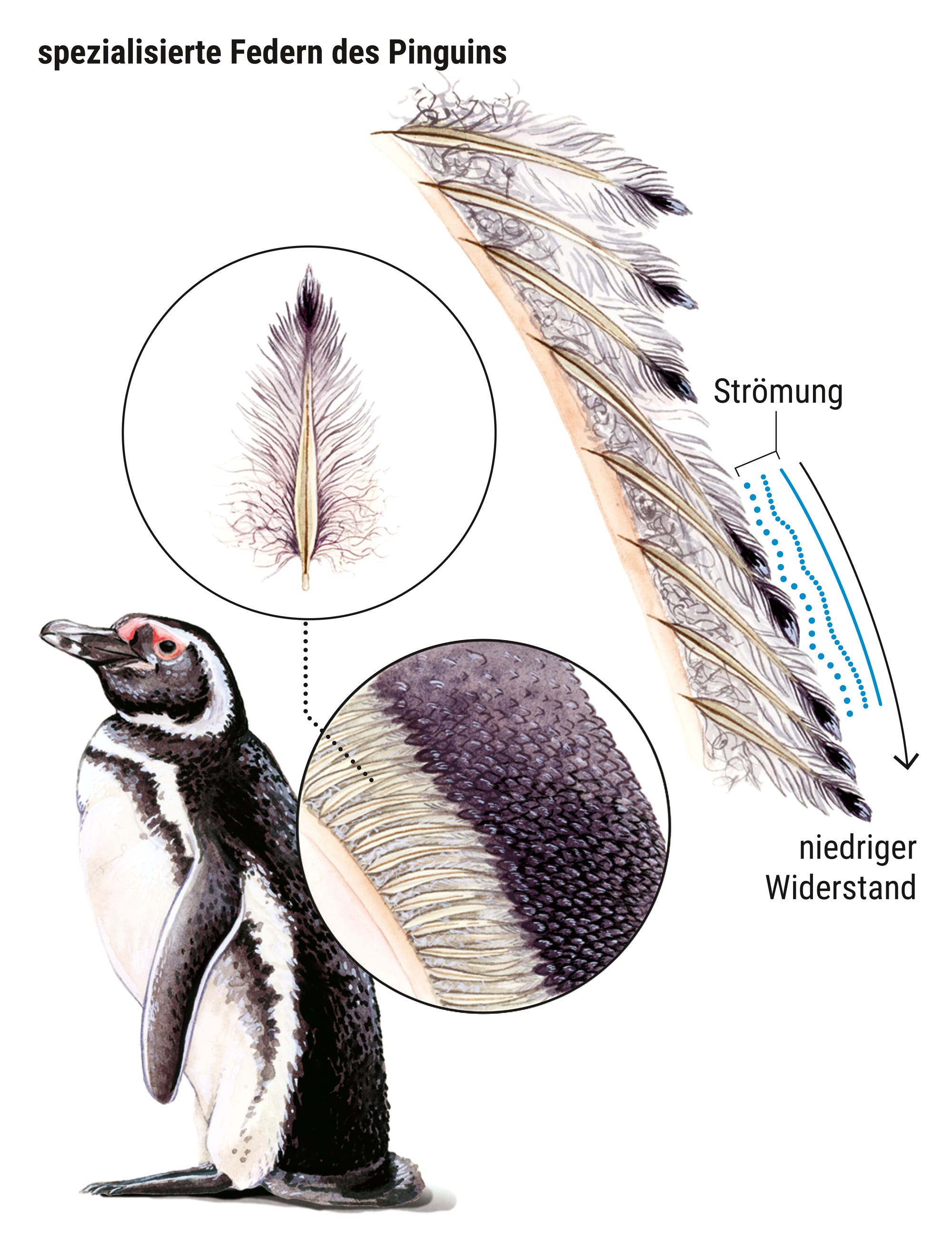 Diagramm zur Spezialisierung von Pinguinfedern. Es zeigt einen Pinguin mit hervorgehobenen Details seiner Federn. Eine Vergrößerung zeigt die Struktur der Federn, die den Wasserfluss erleichtert und den Widerstand verringert.