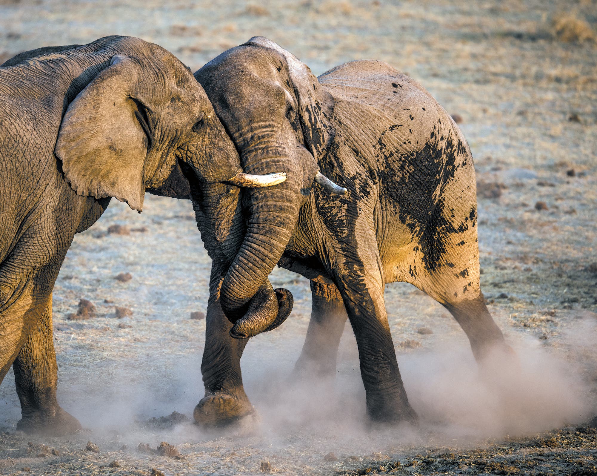 Zwei Elefanten im Schiebekampf