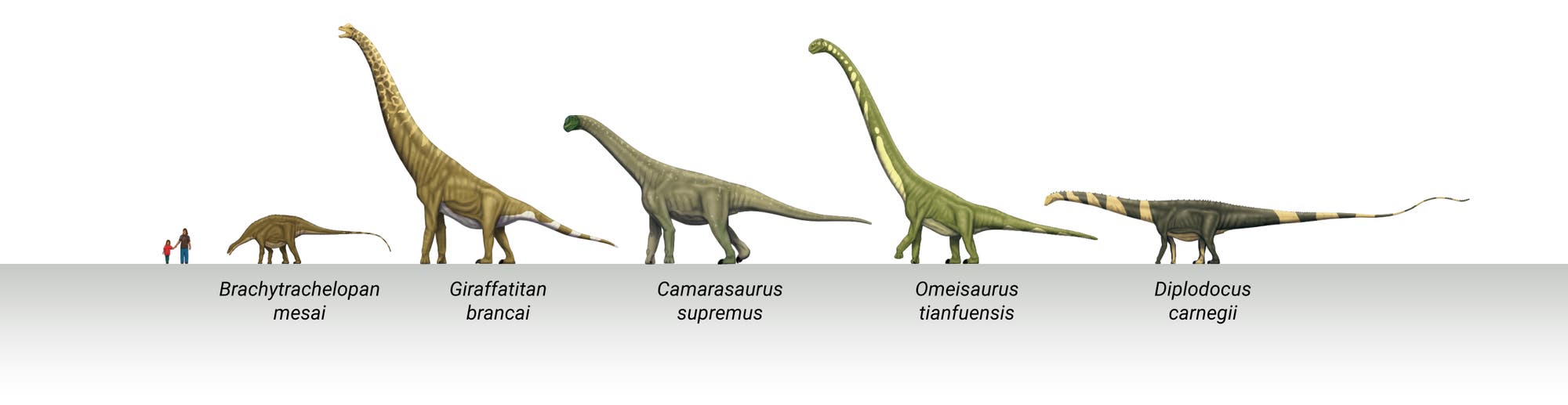 Sauropodengrößen im Vergleich