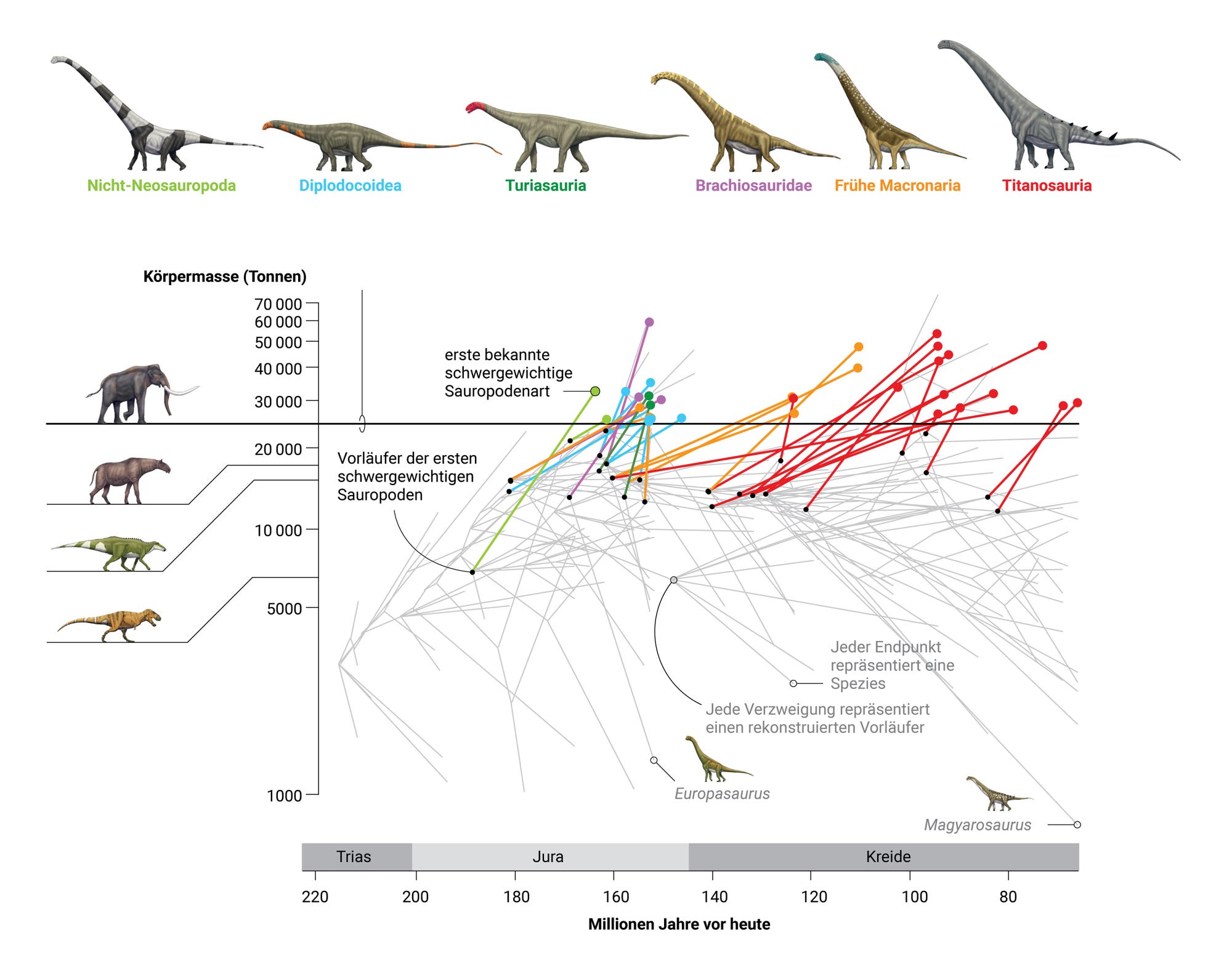 Grafik: Evolution der Sauropoden