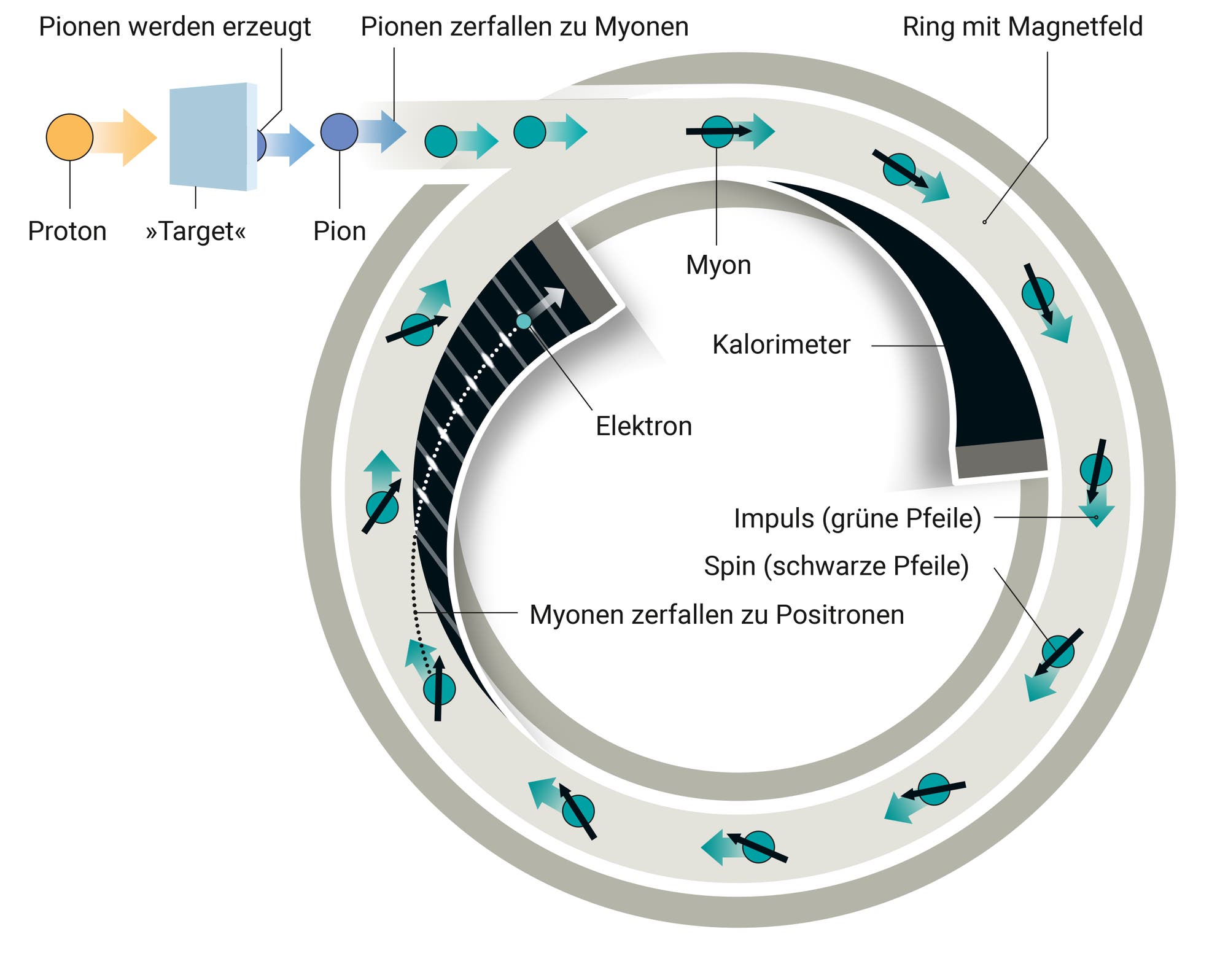 Illustration des g-2-Experiments: Während sie im Kreis laufen, zerfallen die Myonen  zu Positronen. Deren Energie wird mit Kalorimetern gemessen, und sie hängt von der Richtung des Spins der Myonen ab.