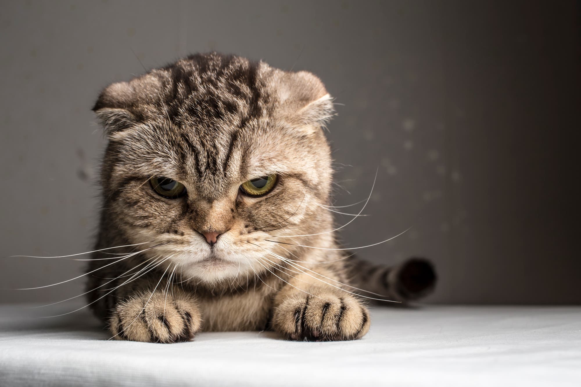 Katzen können auch schlechte Laune haben