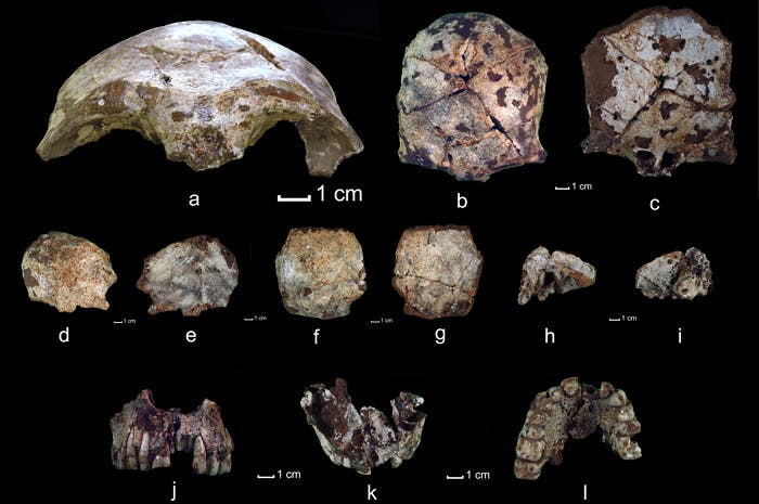 Schädelfragmente aus der Tam Pa Ling Höhle