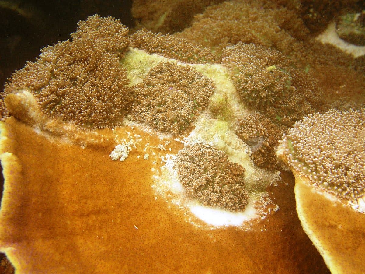 Rhodactis greift eine Koralle an