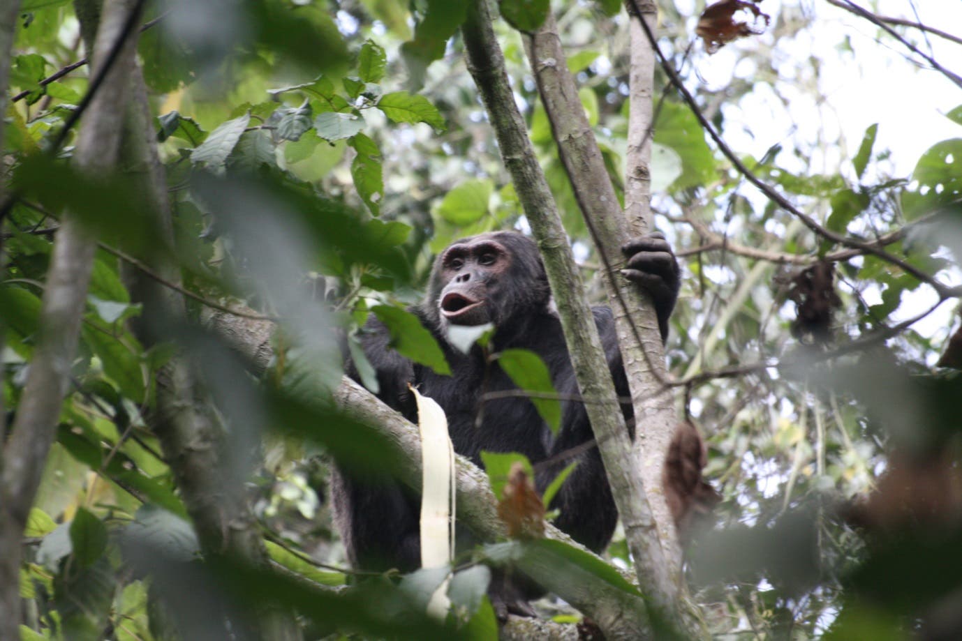 Schimpanse in Ruanda