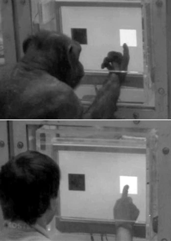 Schimpansen und Menschen beim Test