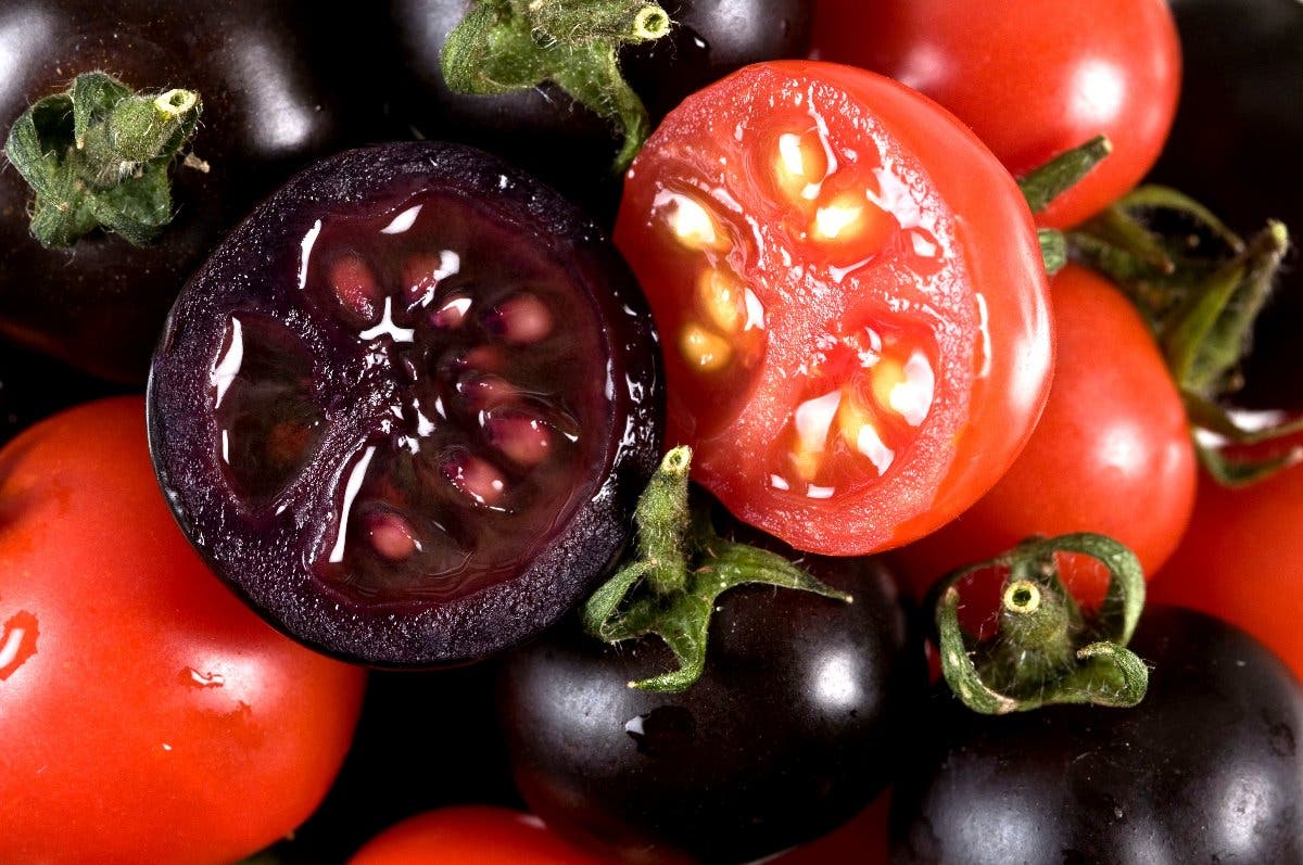 Tomaten - herkömmlich und genetisch aufgebessert.
